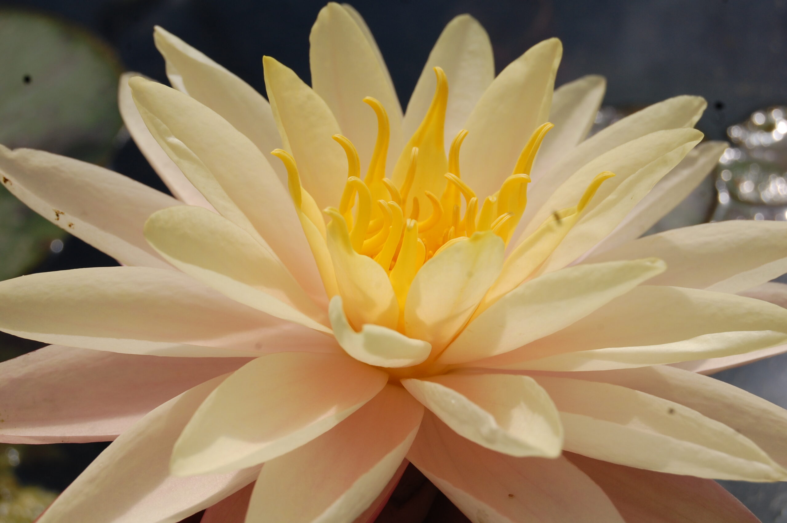acheter nymphaea Damoiseau for sale buy on line (42)
