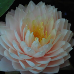 acheter nymphaea Darjeeling for sale buy on line (2)