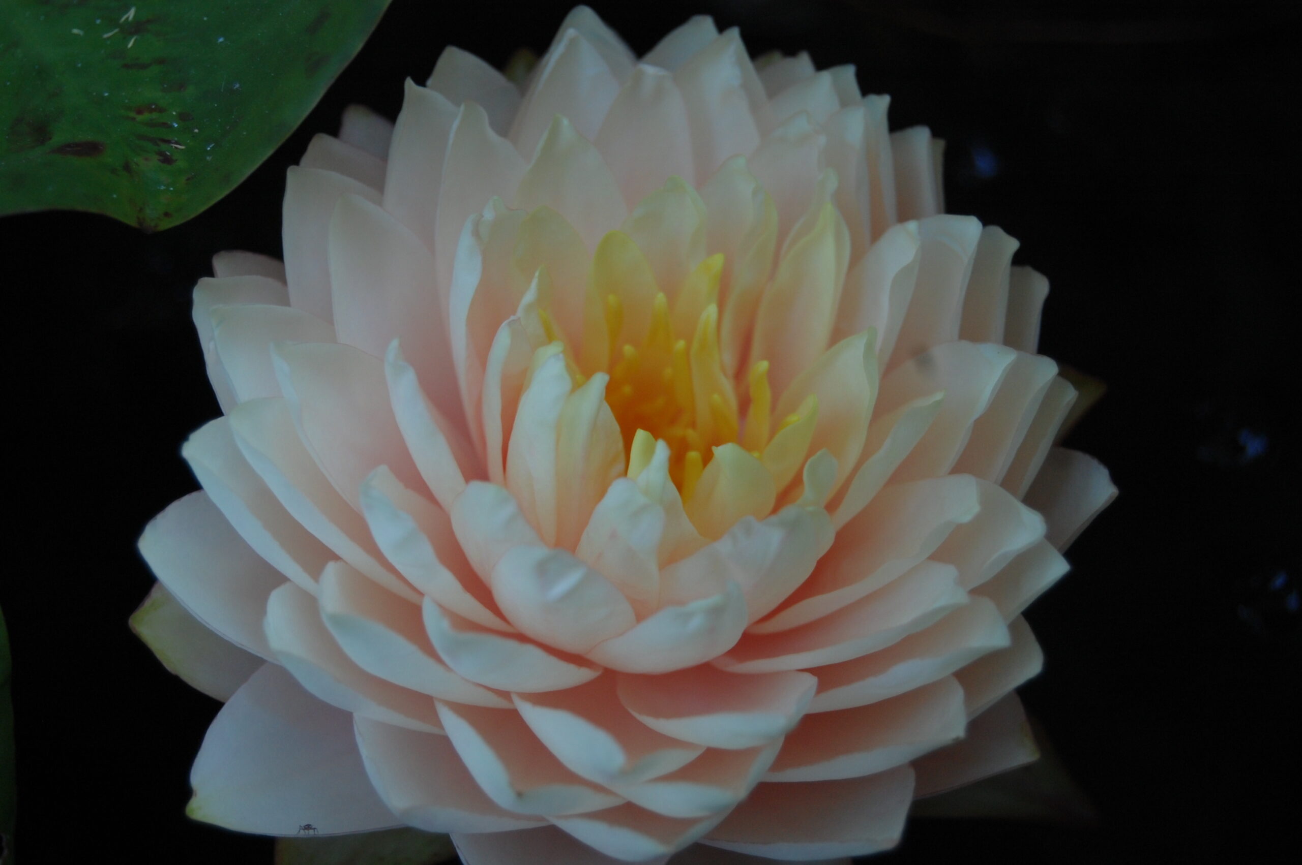 acheter nymphaea Darjeeling for sale buy on line (2)