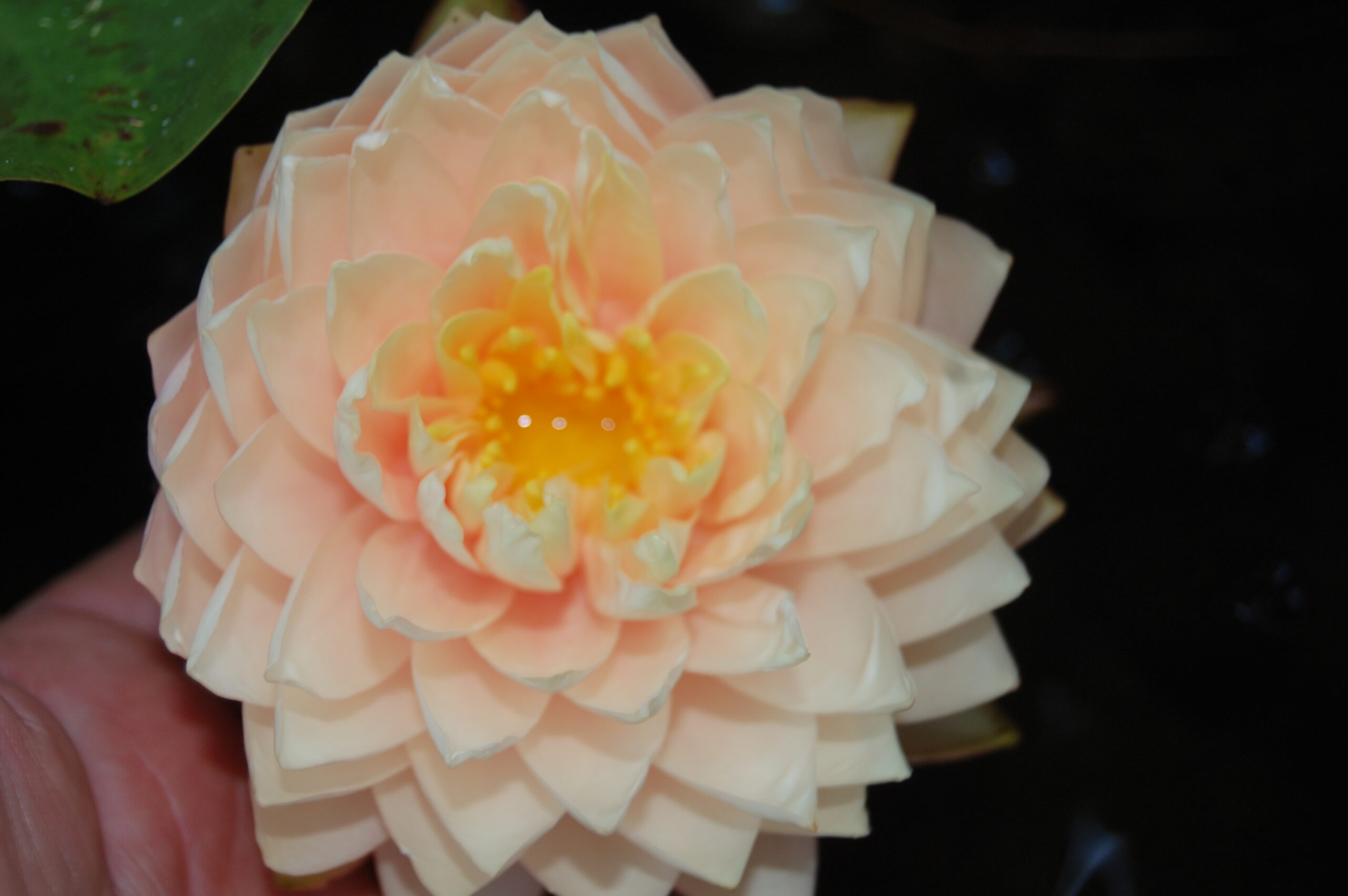 acheter nymphaea Darjeeling for sale buy on line (3)