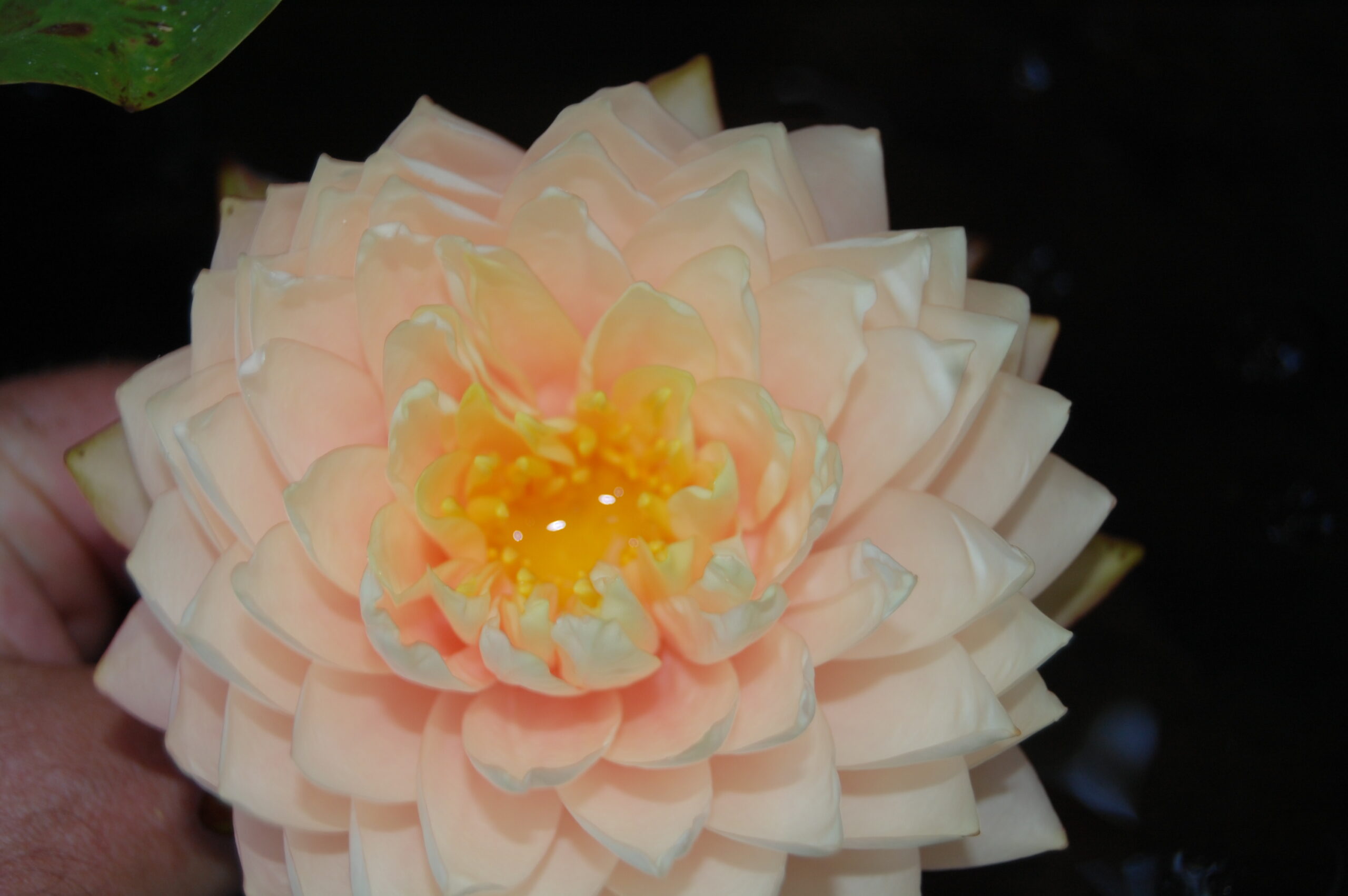 acheter nymphaea Darjeeling for sale buy on line (4)