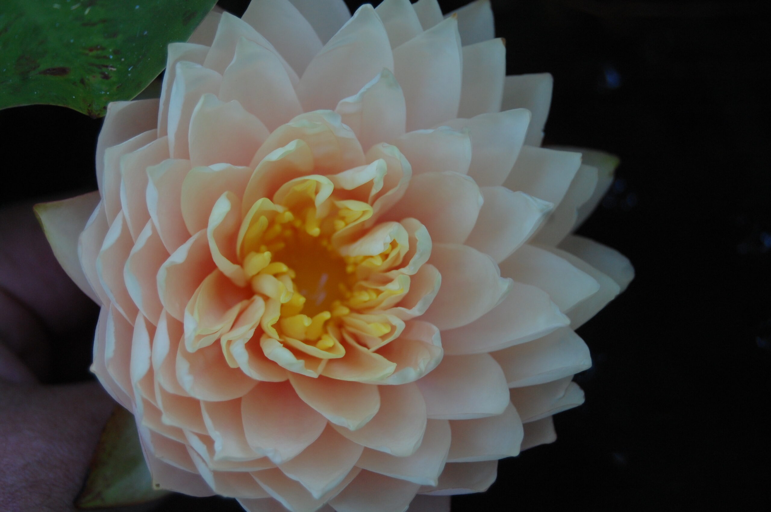 acheter nymphaea Darjeeling for sale buy on line (5)