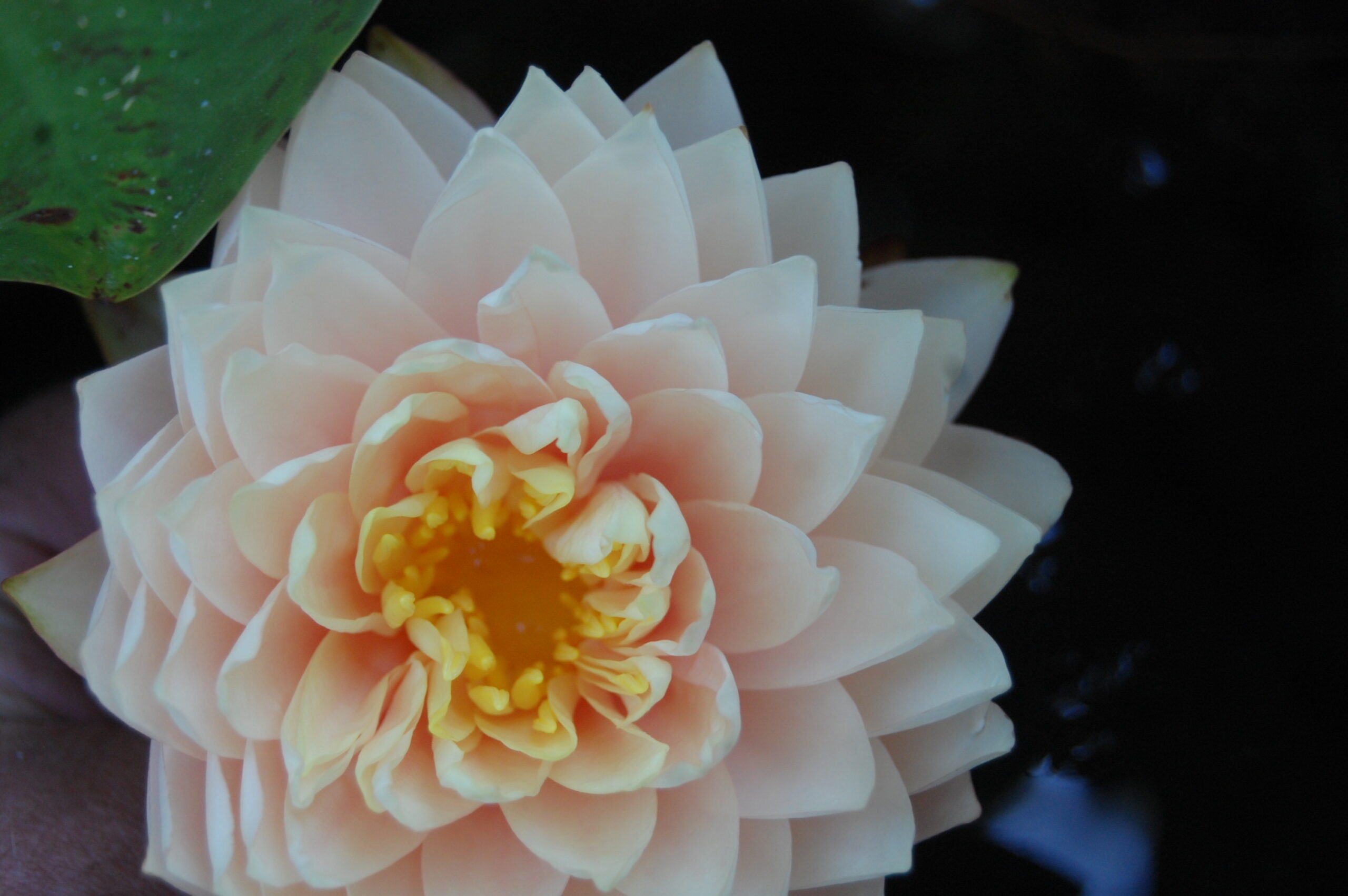 acheter nymphaea Darjeeling for sale buy on line (6)