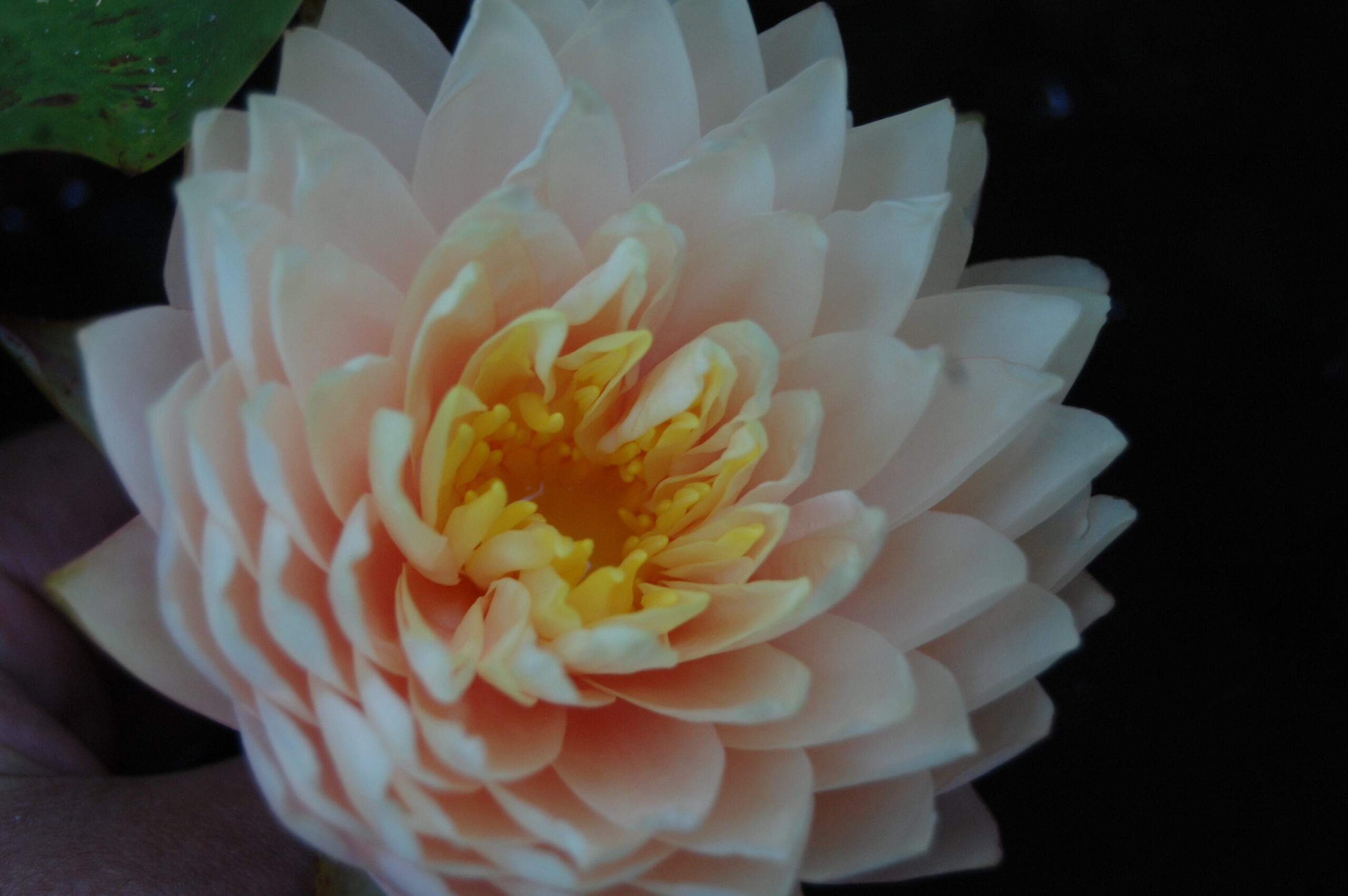 acheter nymphaea Darjeeling for sale buy on line (7)