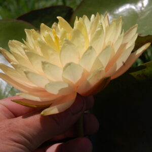 acheter nymphaea Demoiselle for sale buy on line (7)