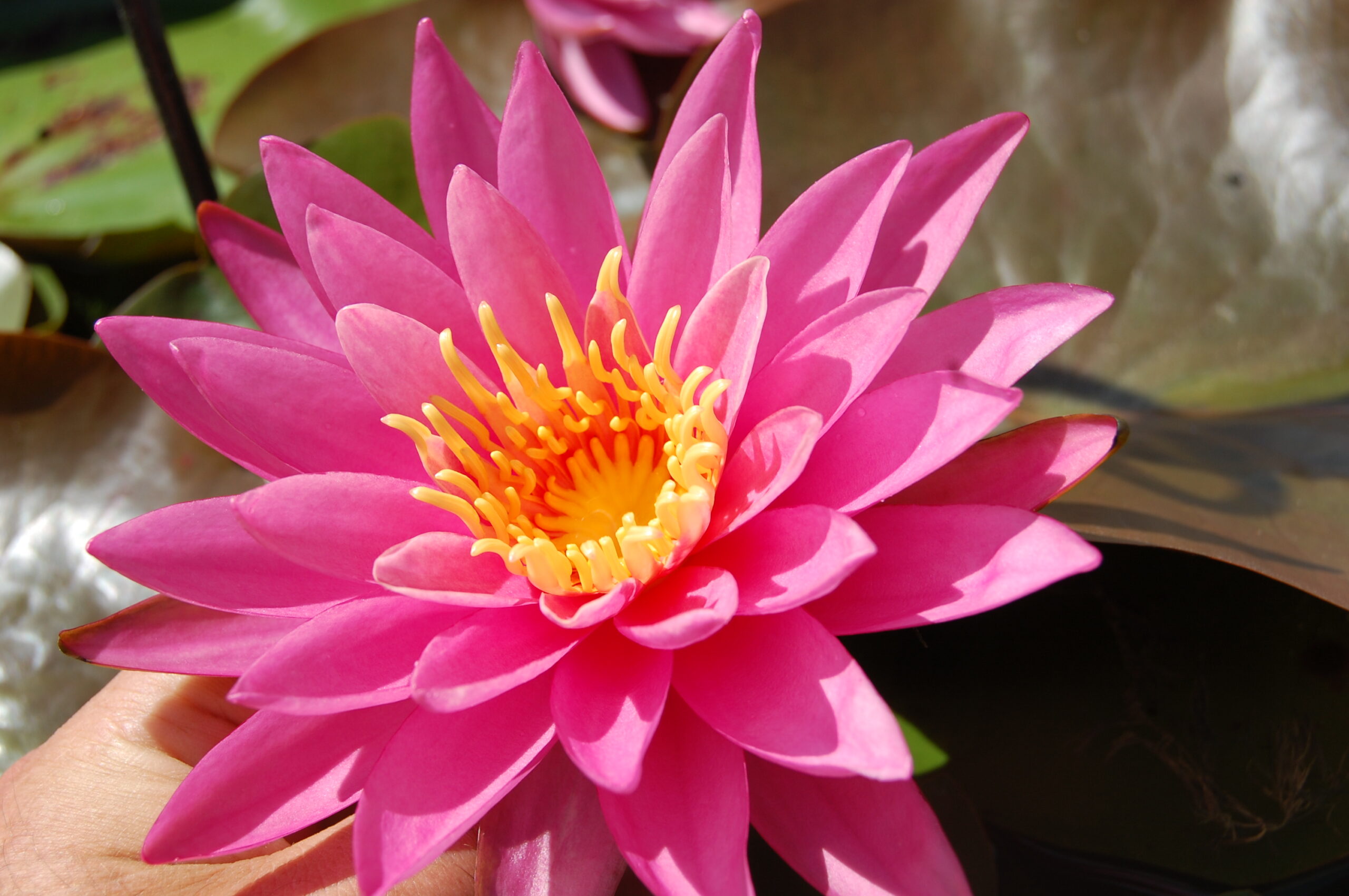 acheter nymphaea Dervishes for sale buy on line (1)