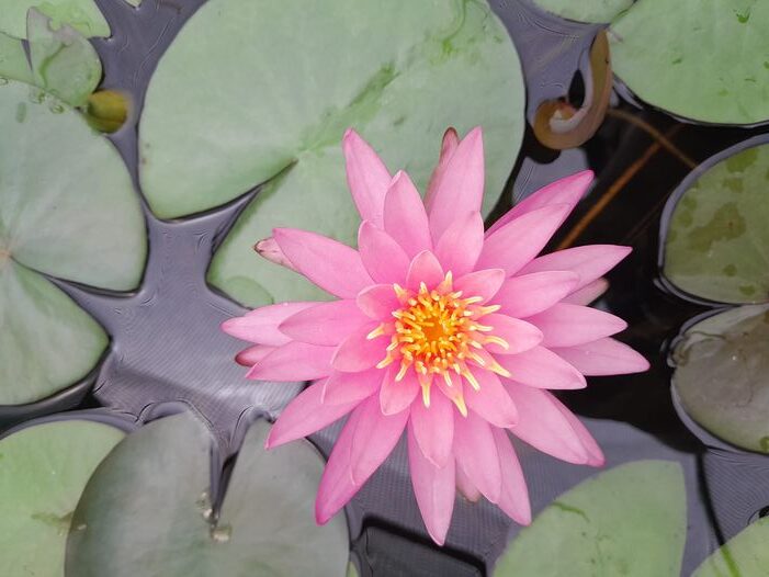 acheter nymphaea Dervishes for sale buy on line (11)