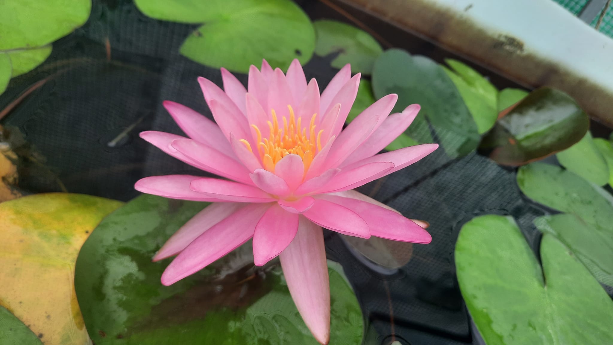 acheter nymphaea Dervishes for sale buy on line (15)