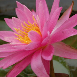 acheter nymphaea Dervishes for sale buy on line (23)