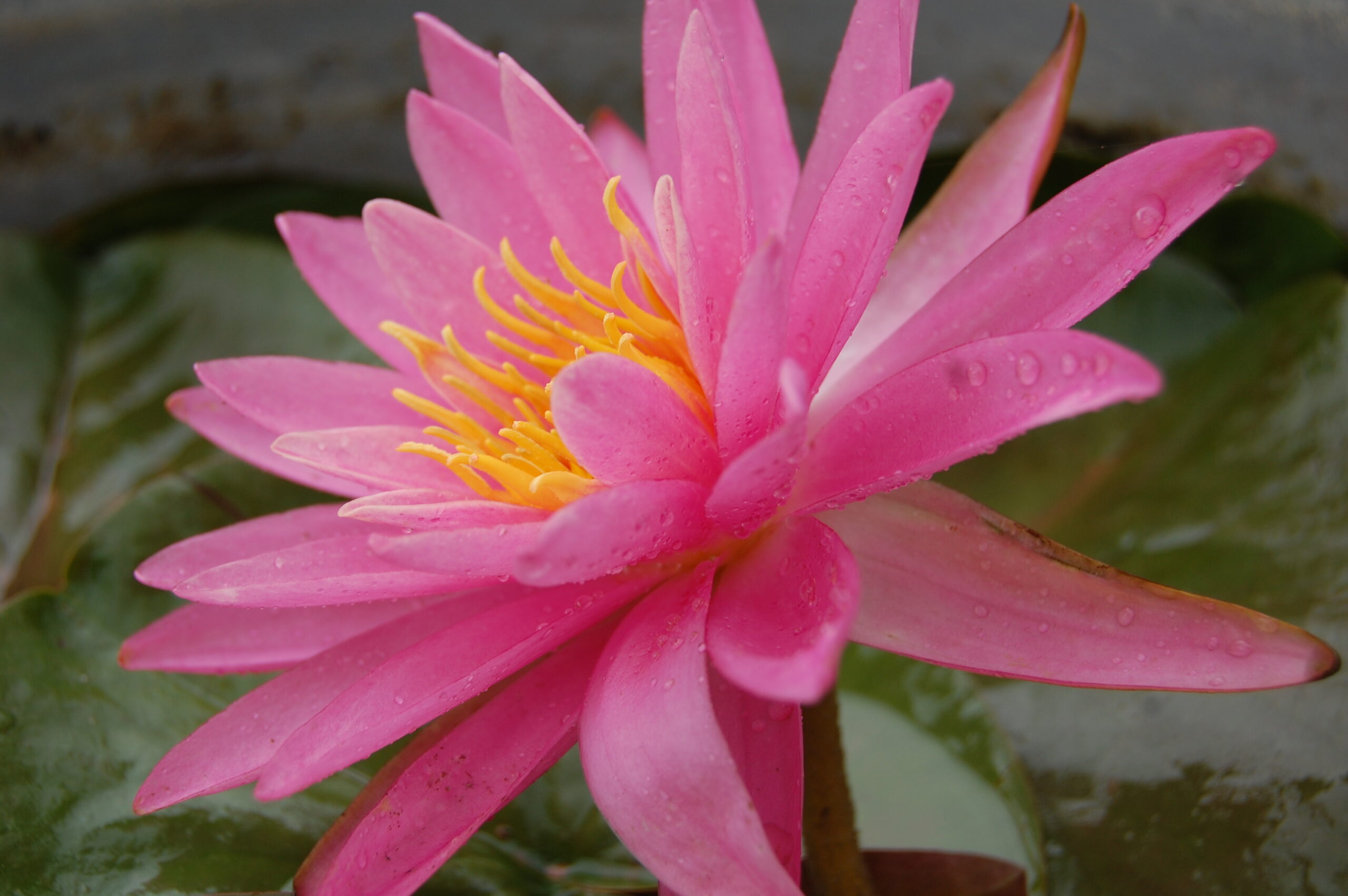 acheter nymphaea Dervishes for sale buy on line (23)