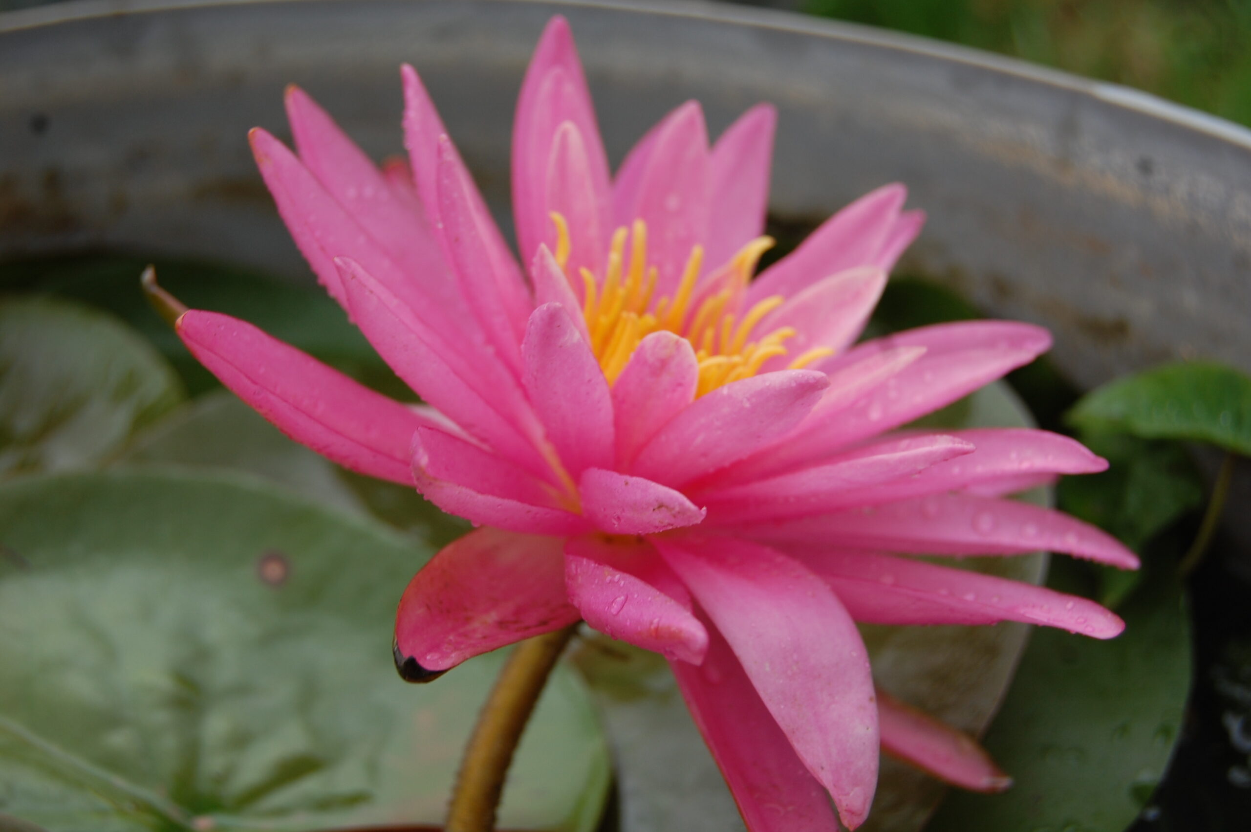 acheter nymphaea Dervishes for sale buy on line (25)