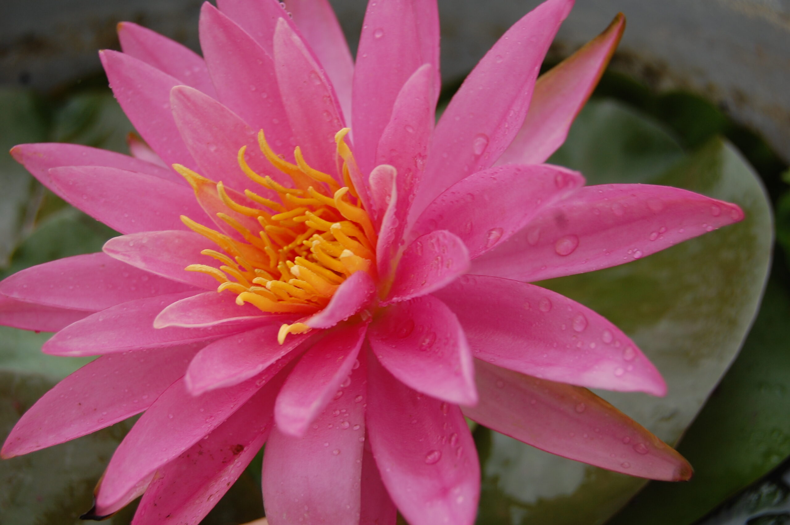 acheter nymphaea Dervishes for sale buy on line (29)