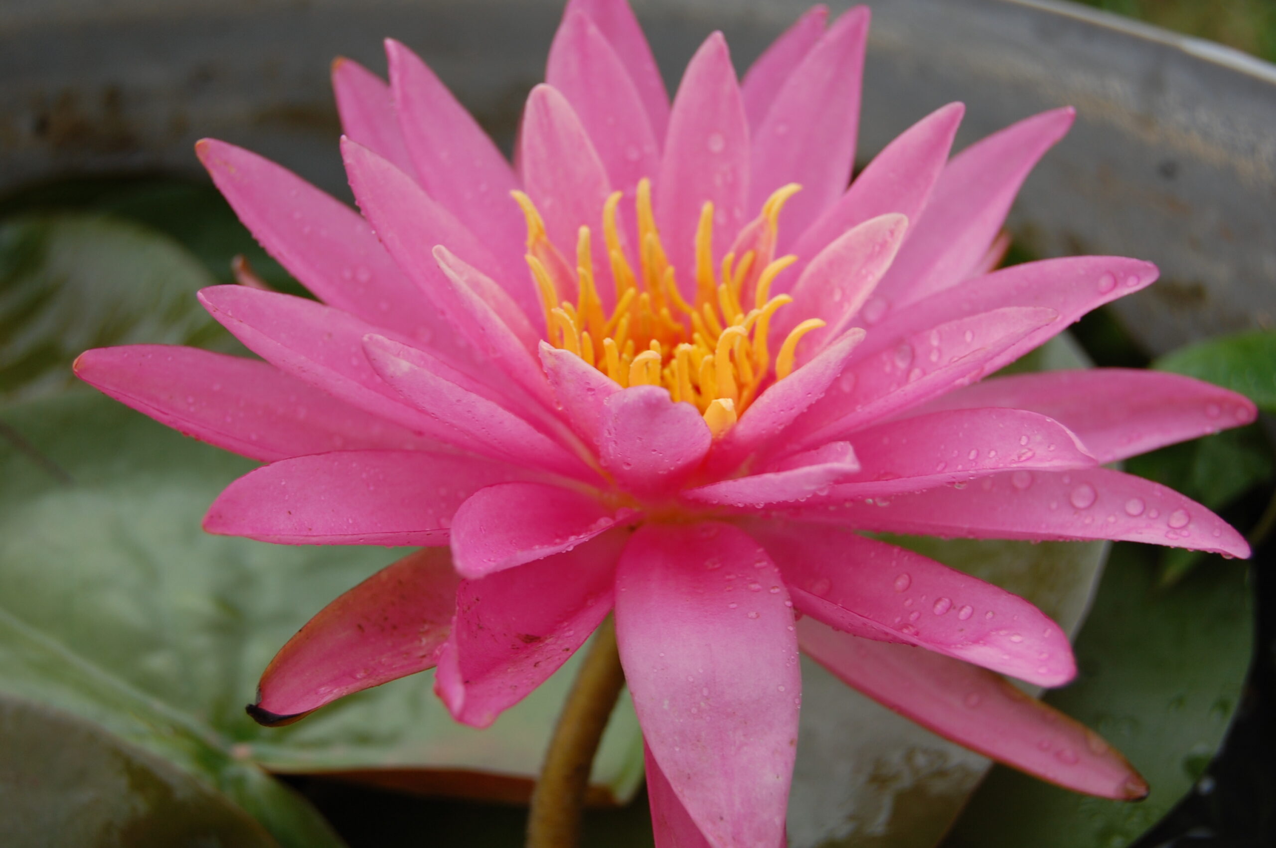 acheter nymphaea Dervishes for sale buy on line (33)