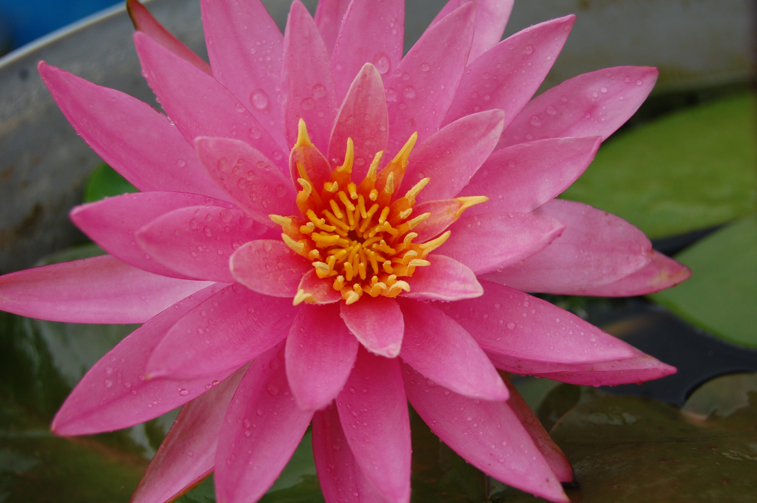 acheter nymphaea Dervishes for sale buy on line (34)
