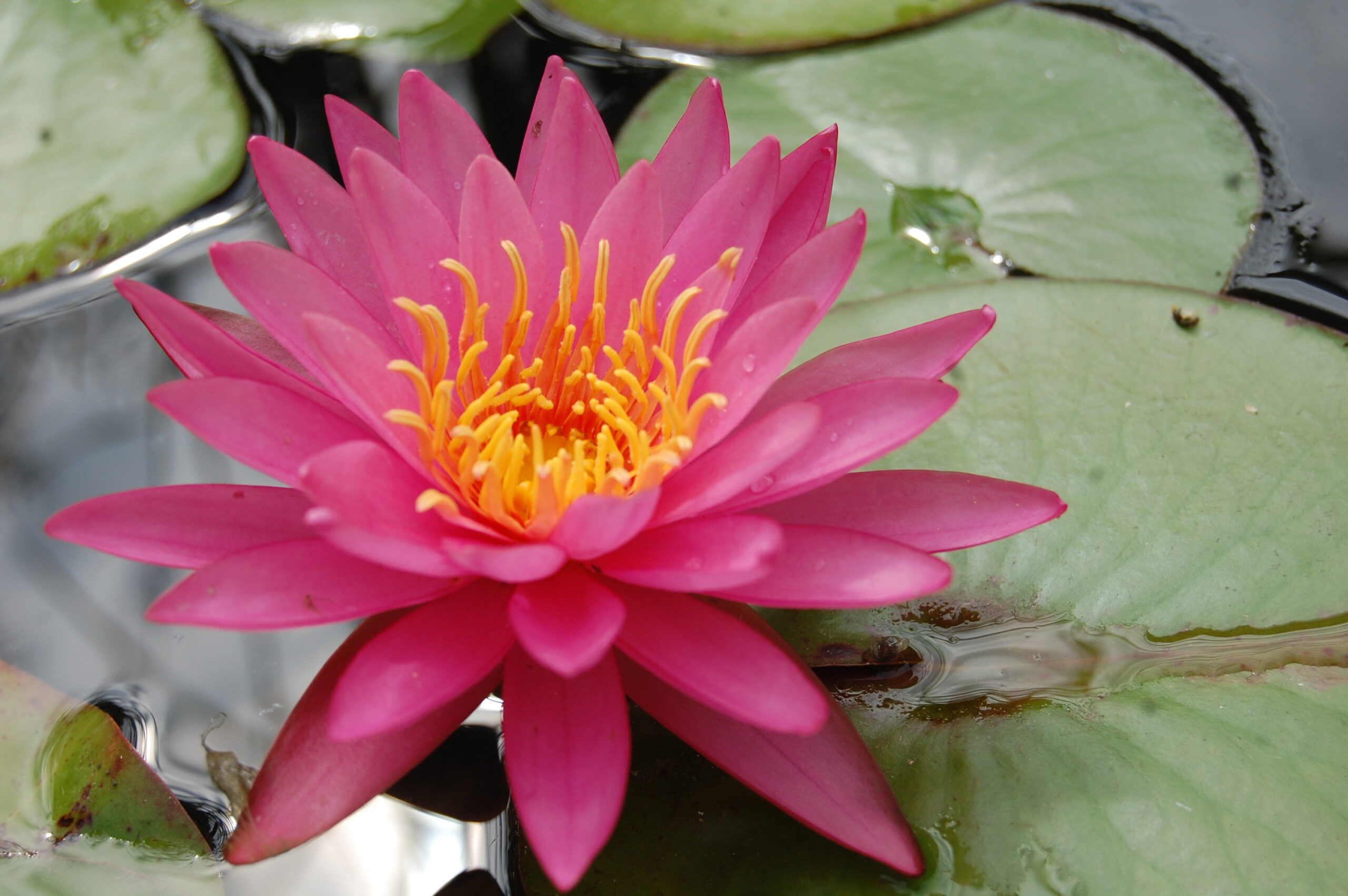 acheter nymphaea Dervishes for sale buy on line (4)