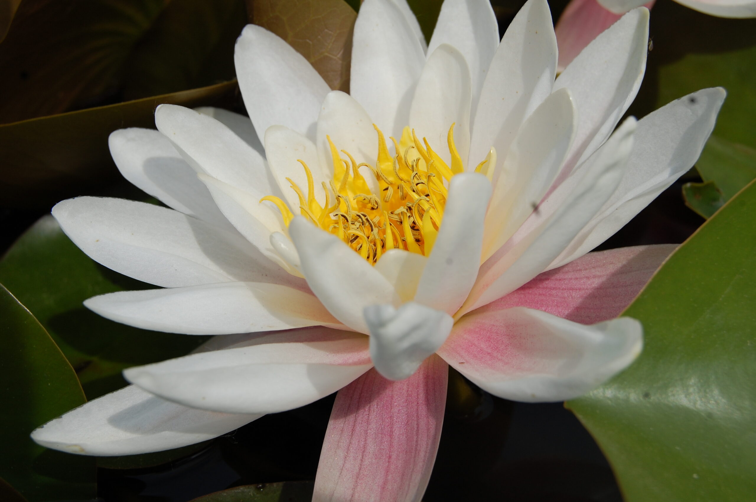 acheter nymphaea Droopy for sale buy on line (1)