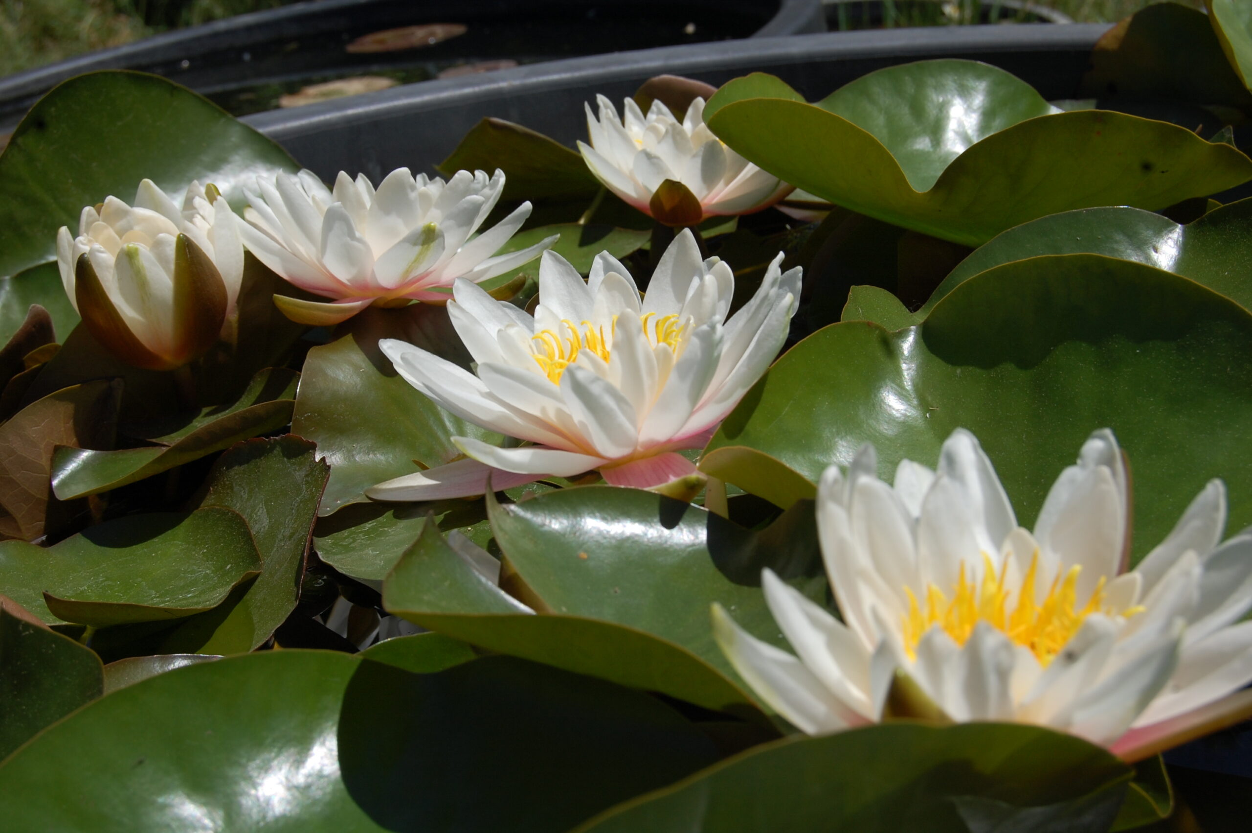 acheter nymphaea Droopy for sale buy on line (10)