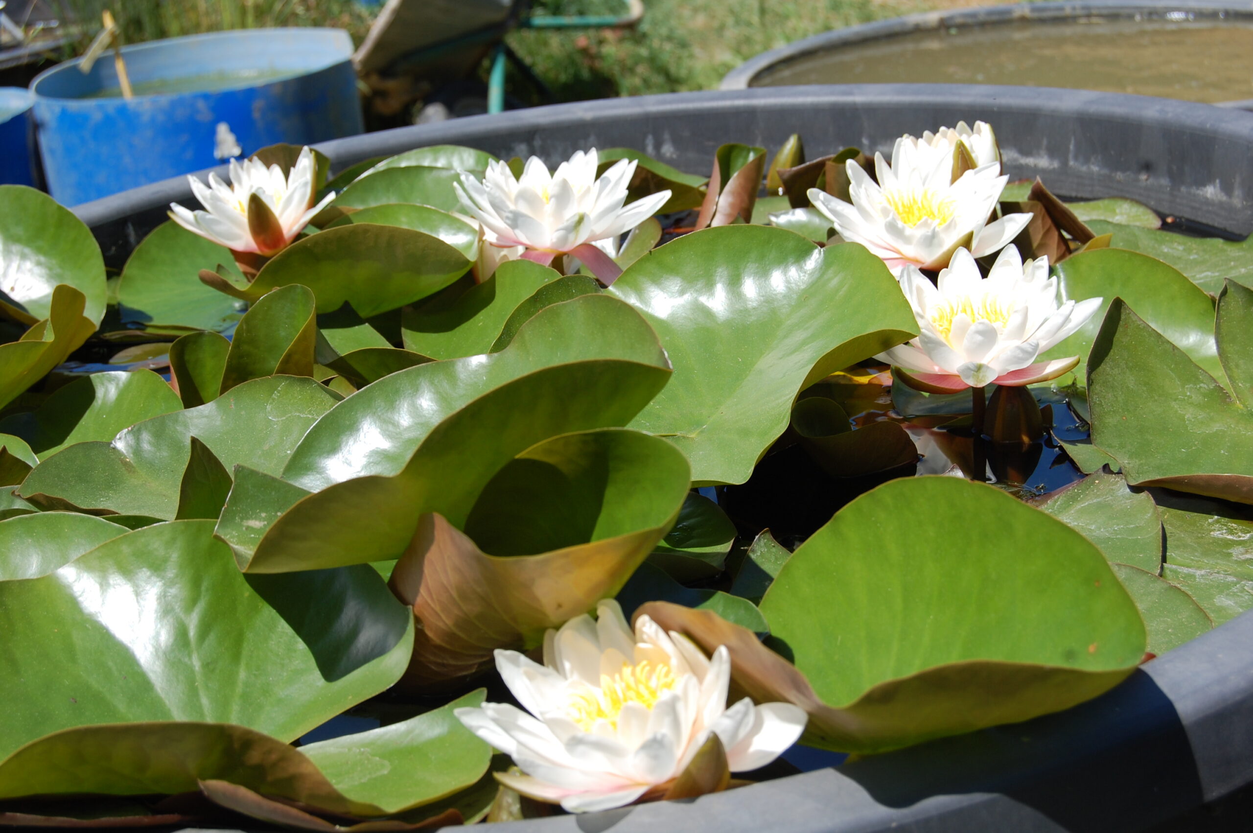 acheter nymphaea Droopy for sale buy on line (12)