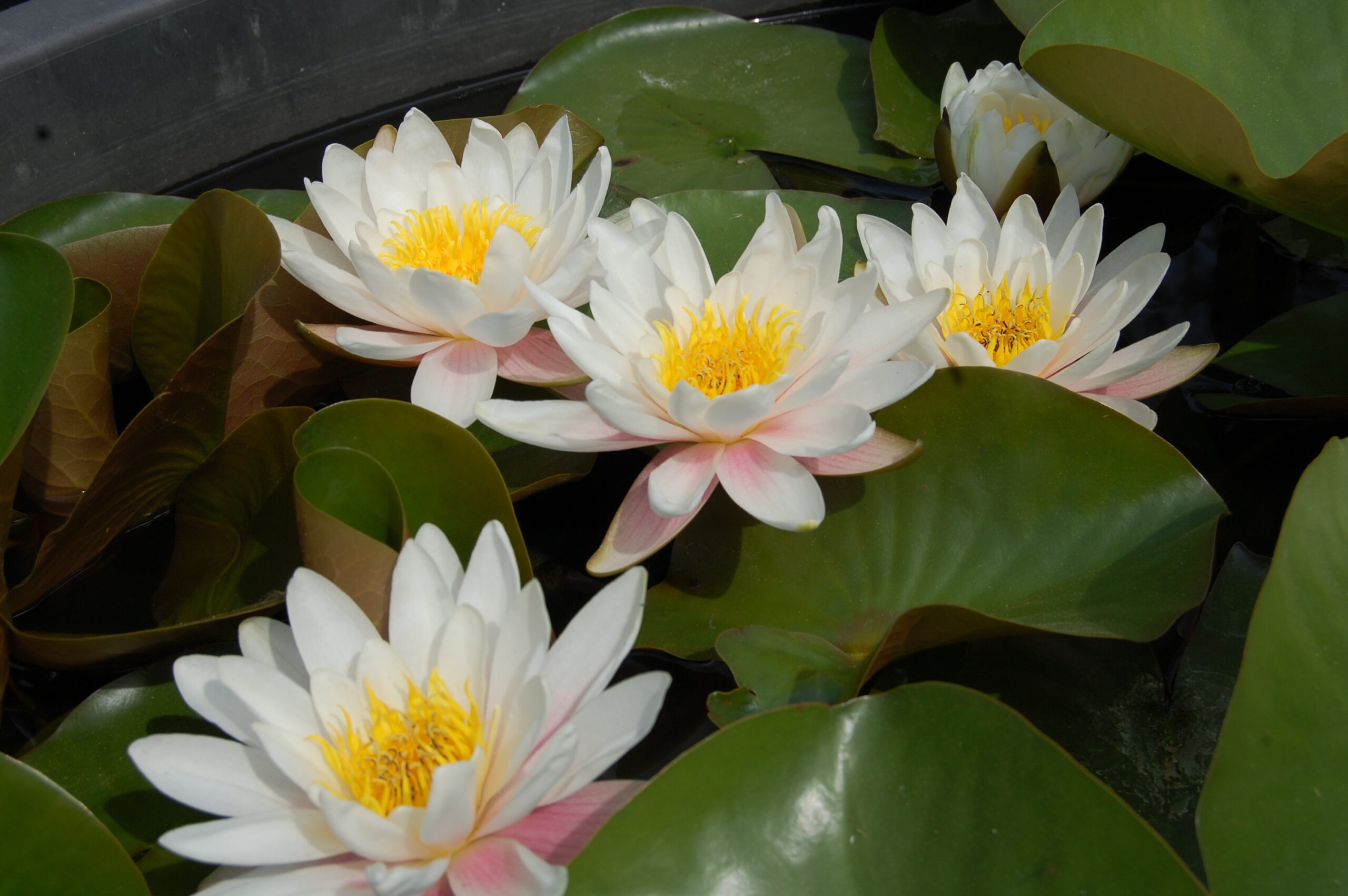 acheter nymphaea Droopy for sale buy on line (13)
