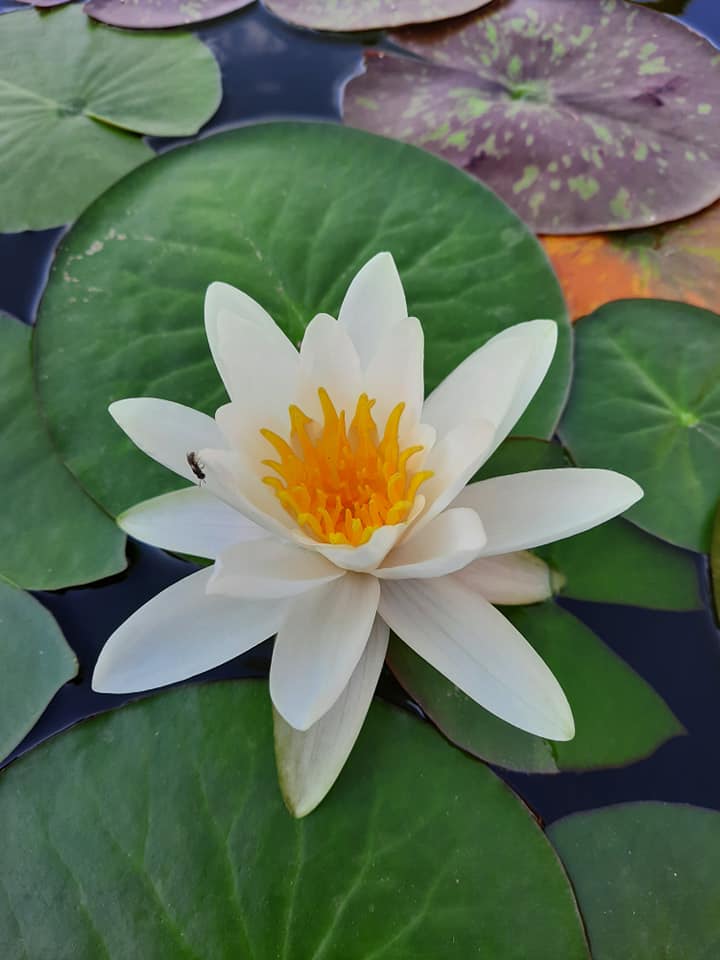 acheter nymphaea Droopy for sale buy on line (2)