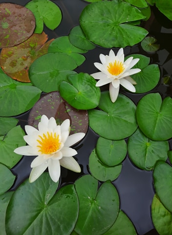 acheter nymphaea Droopy for sale buy on line (3)