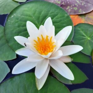 acheter nymphaea Droopy for sale buy on line (4)