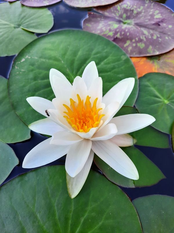 acheter nymphaea Droopy for sale buy on line (4)