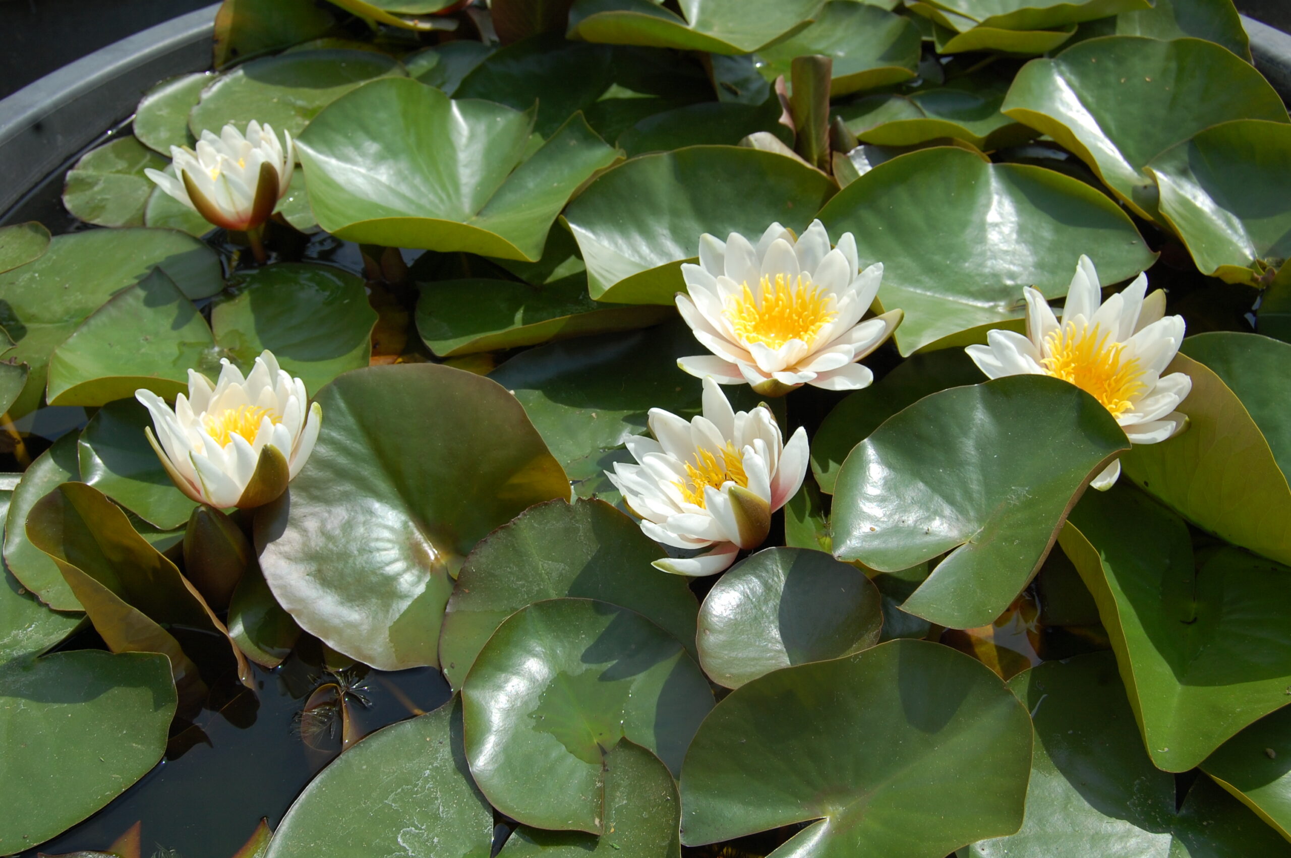 acheter nymphaea Droopy for sale buy on line (7)