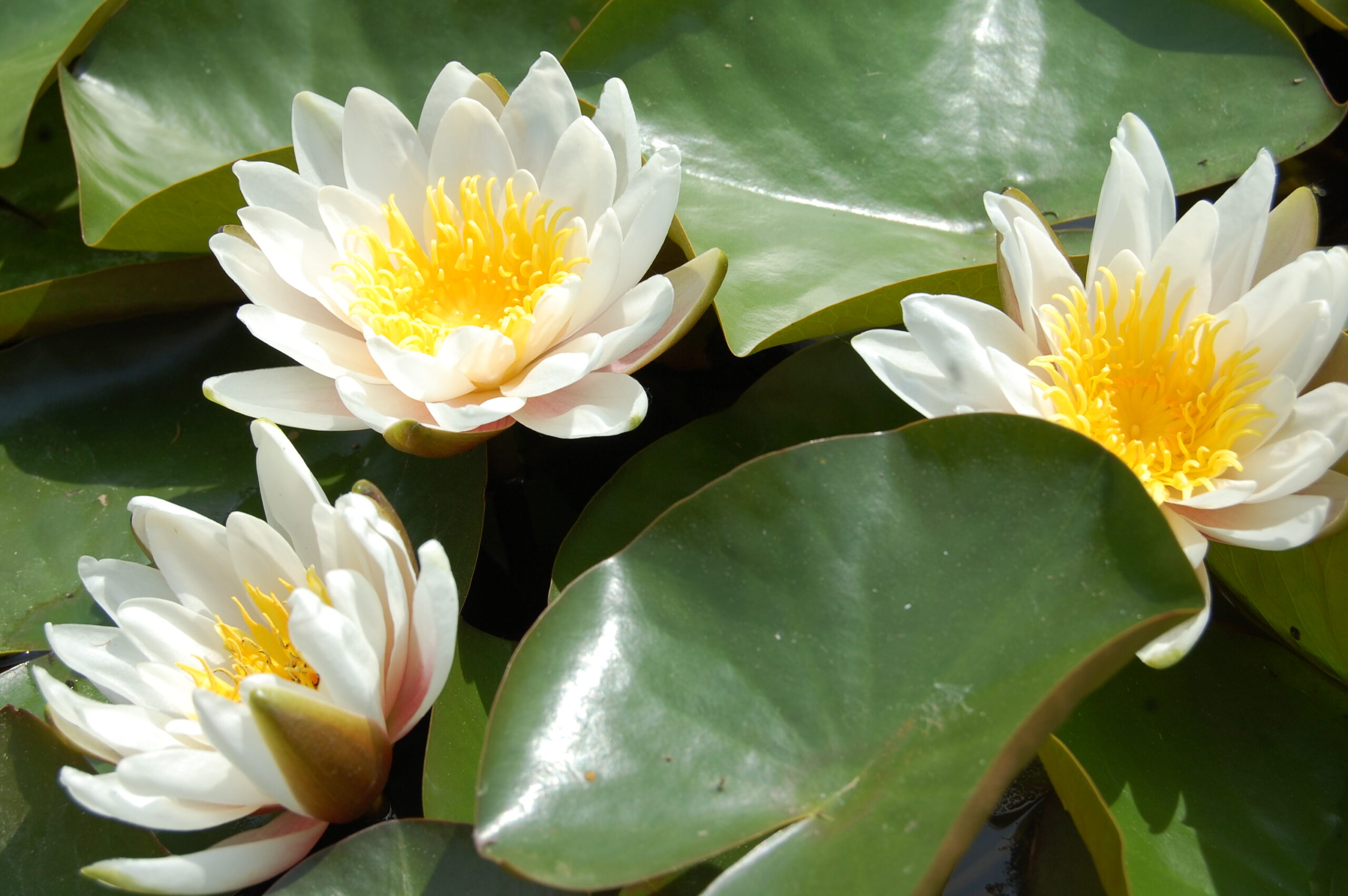 acheter nymphaea Droopy for sale buy on line (9)