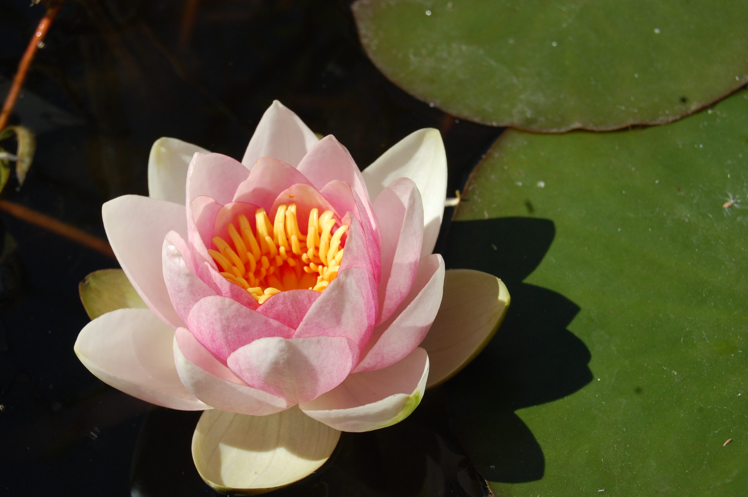 acheter nymphaea Fabiola for sale buy on line (10)