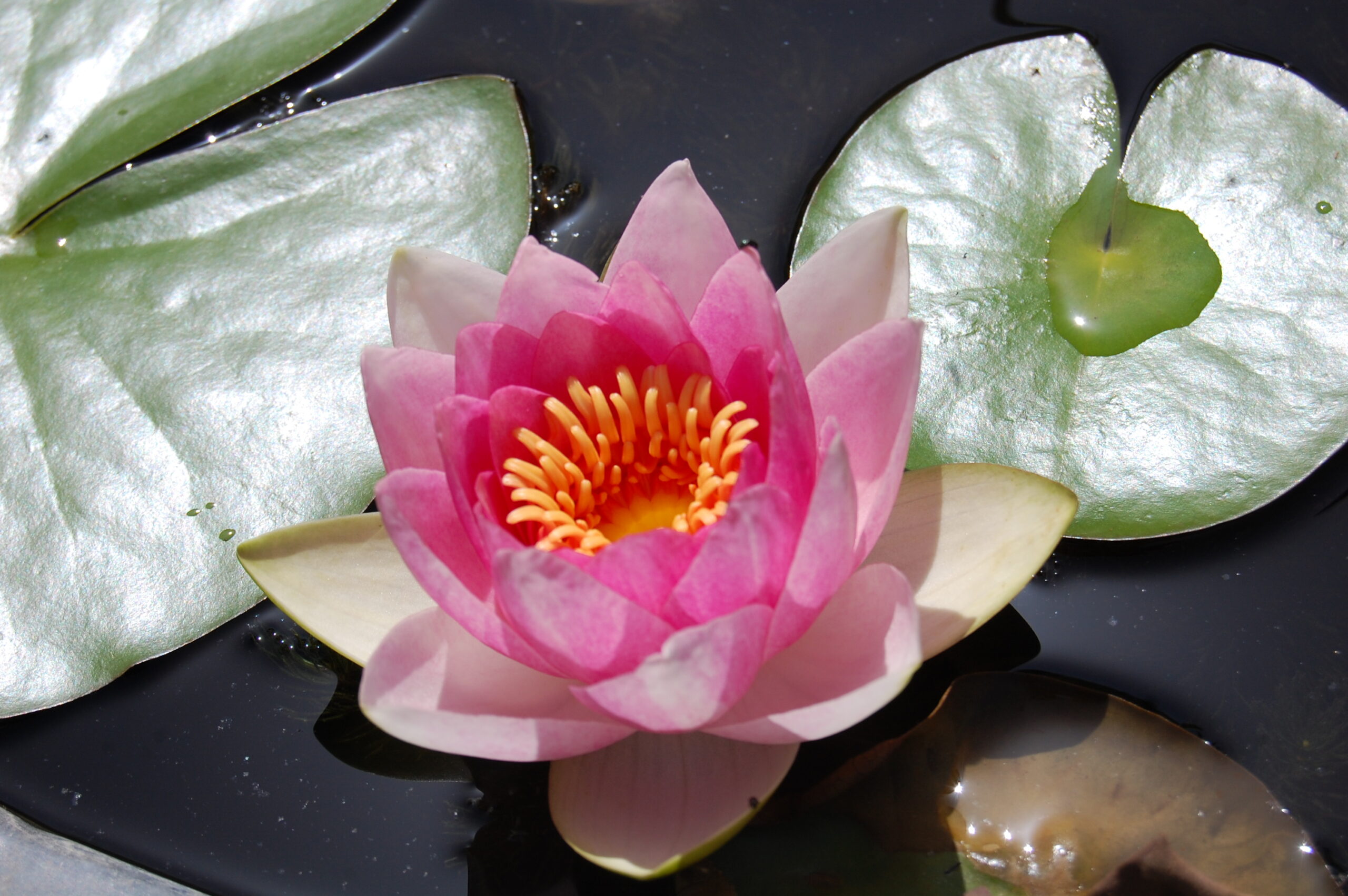 acheter nymphaea Fabiola for sale buy on line (2)