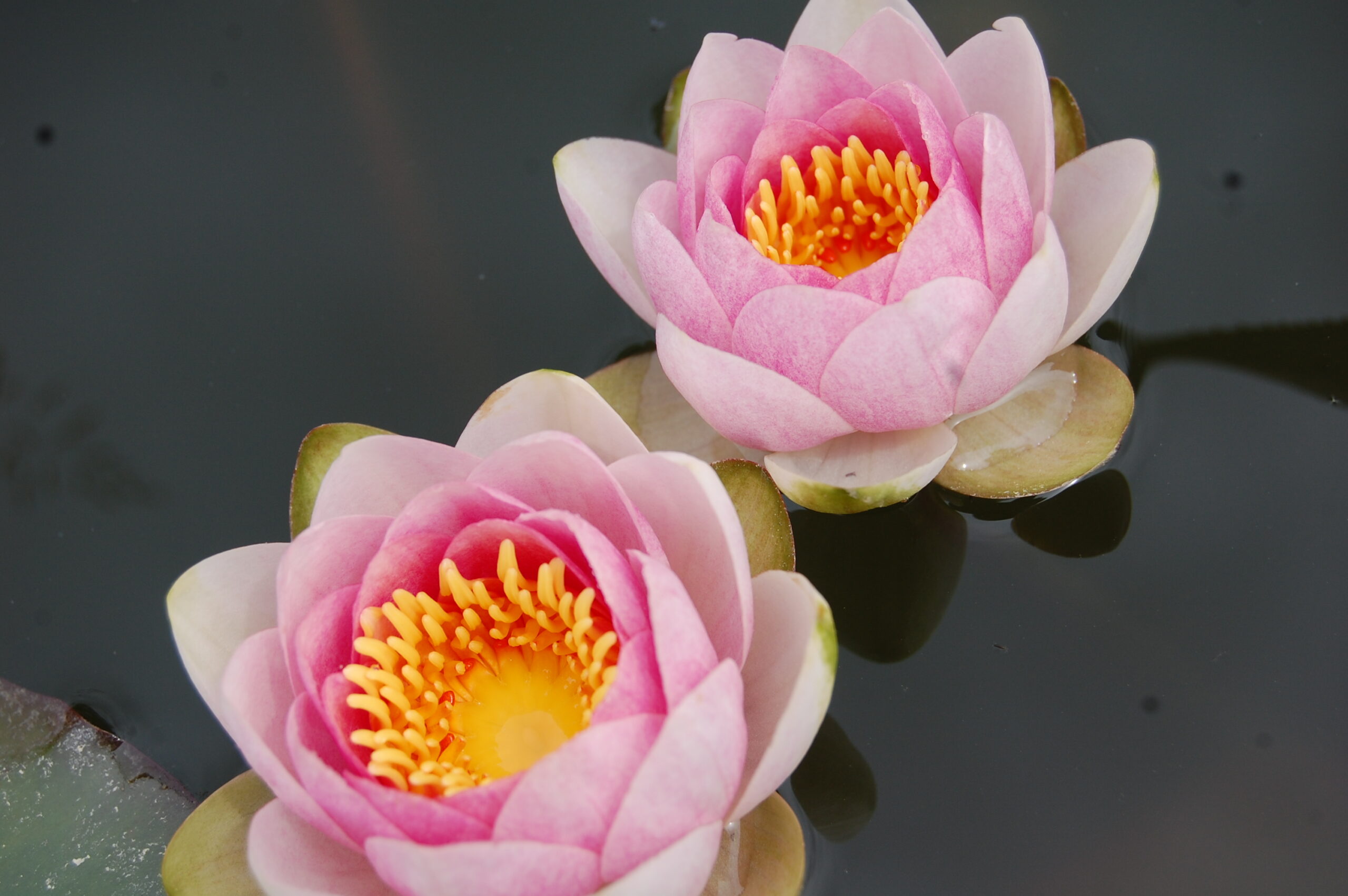 acheter nymphaea Fabiola for sale buy on line (3)