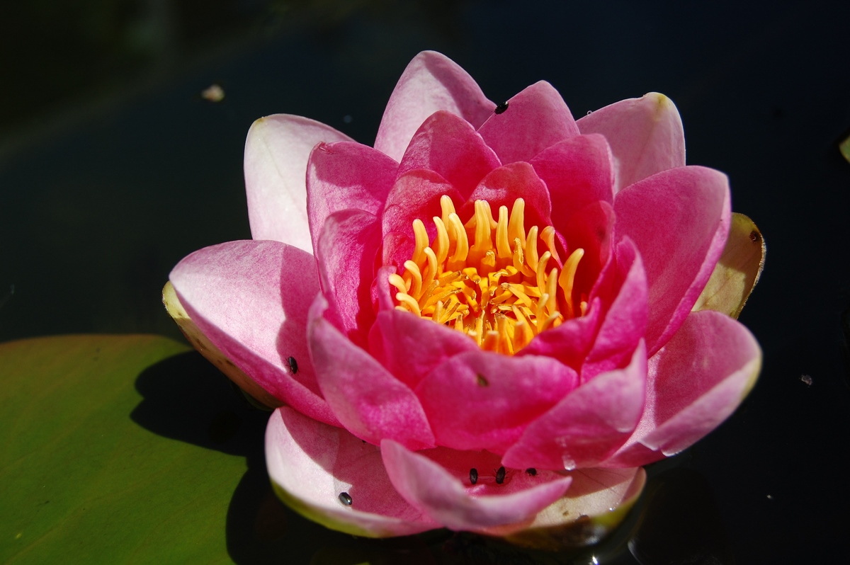 acheter nymphaea Fabiola for sale buy on line (37)