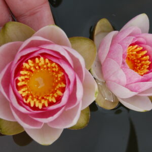 acheter nymphaea Fabiola for sale buy on line (4)