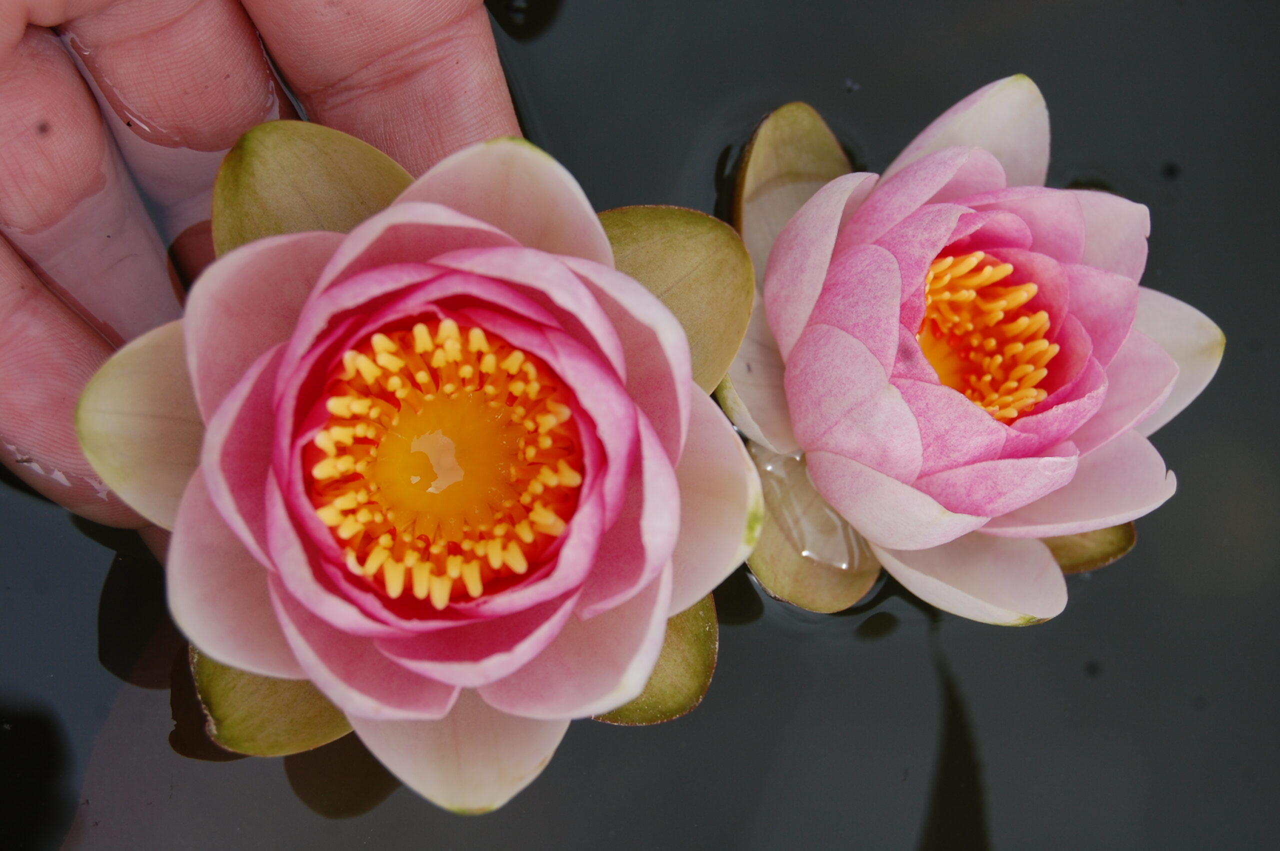 acheter nymphaea Fabiola for sale buy on line (4)