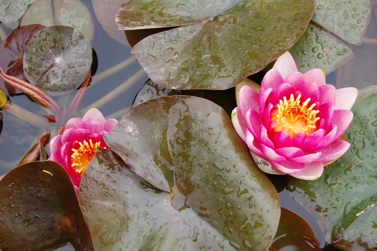 acheter nymphaea Fabiola for sale buy on line (43)