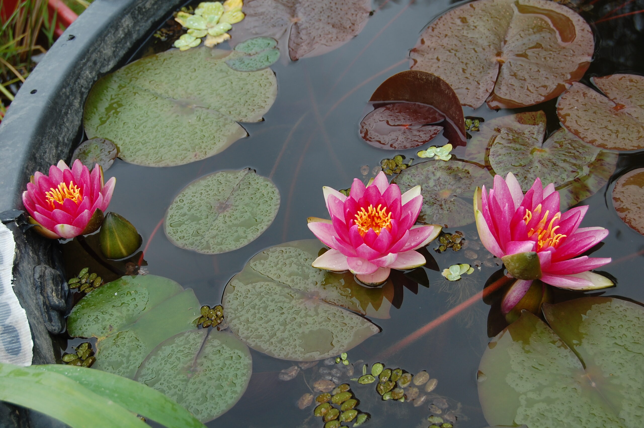 acheter nymphaea Fabiola for sale buy on line (48)