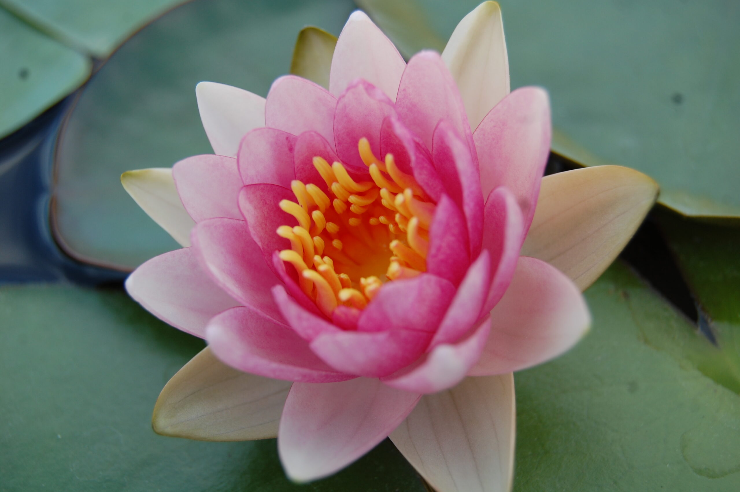 acheter nymphaea Fabiola for sale buy on line (53)