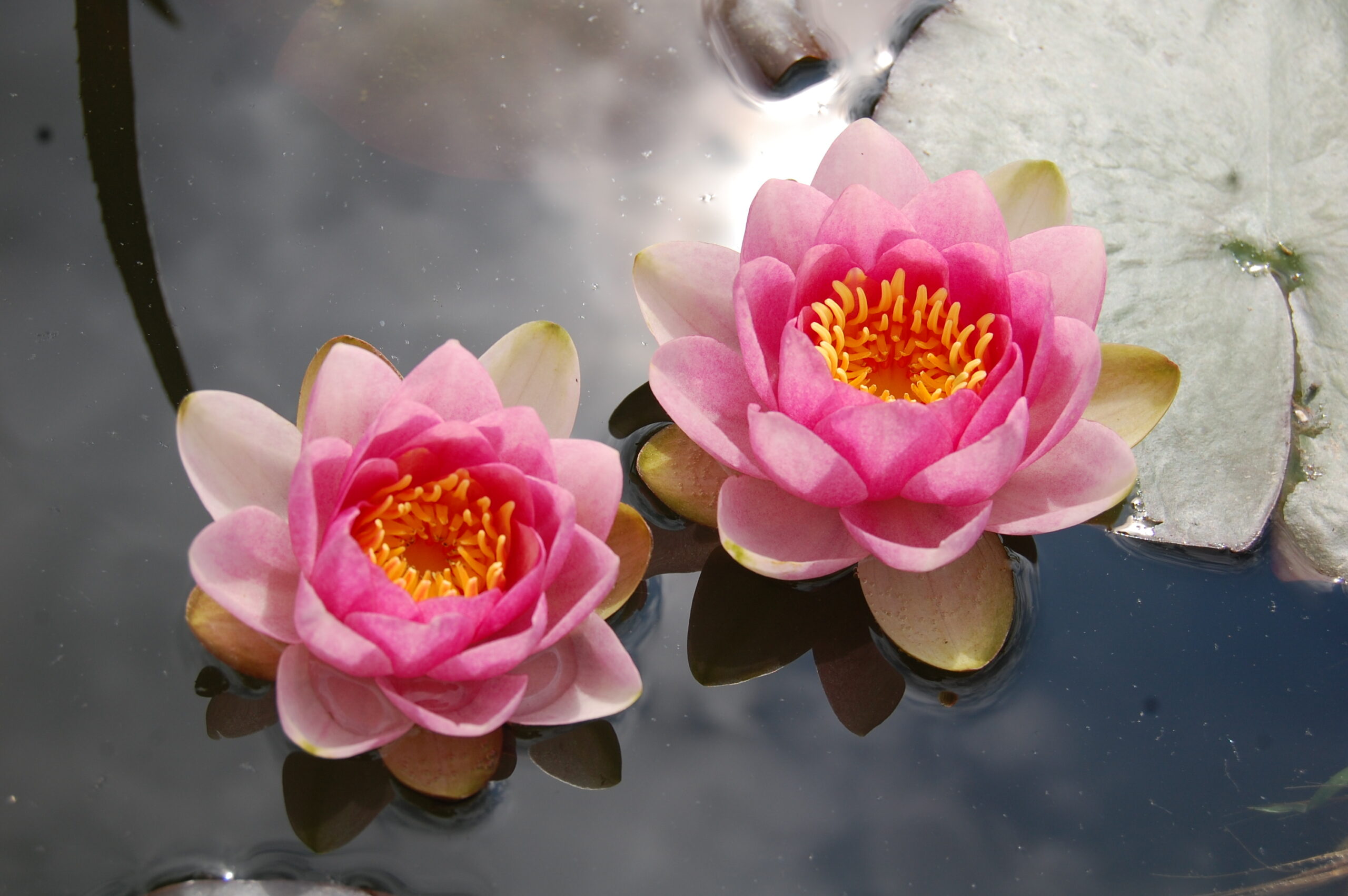 acheter nymphaea Fabiola for sale buy on line (7)