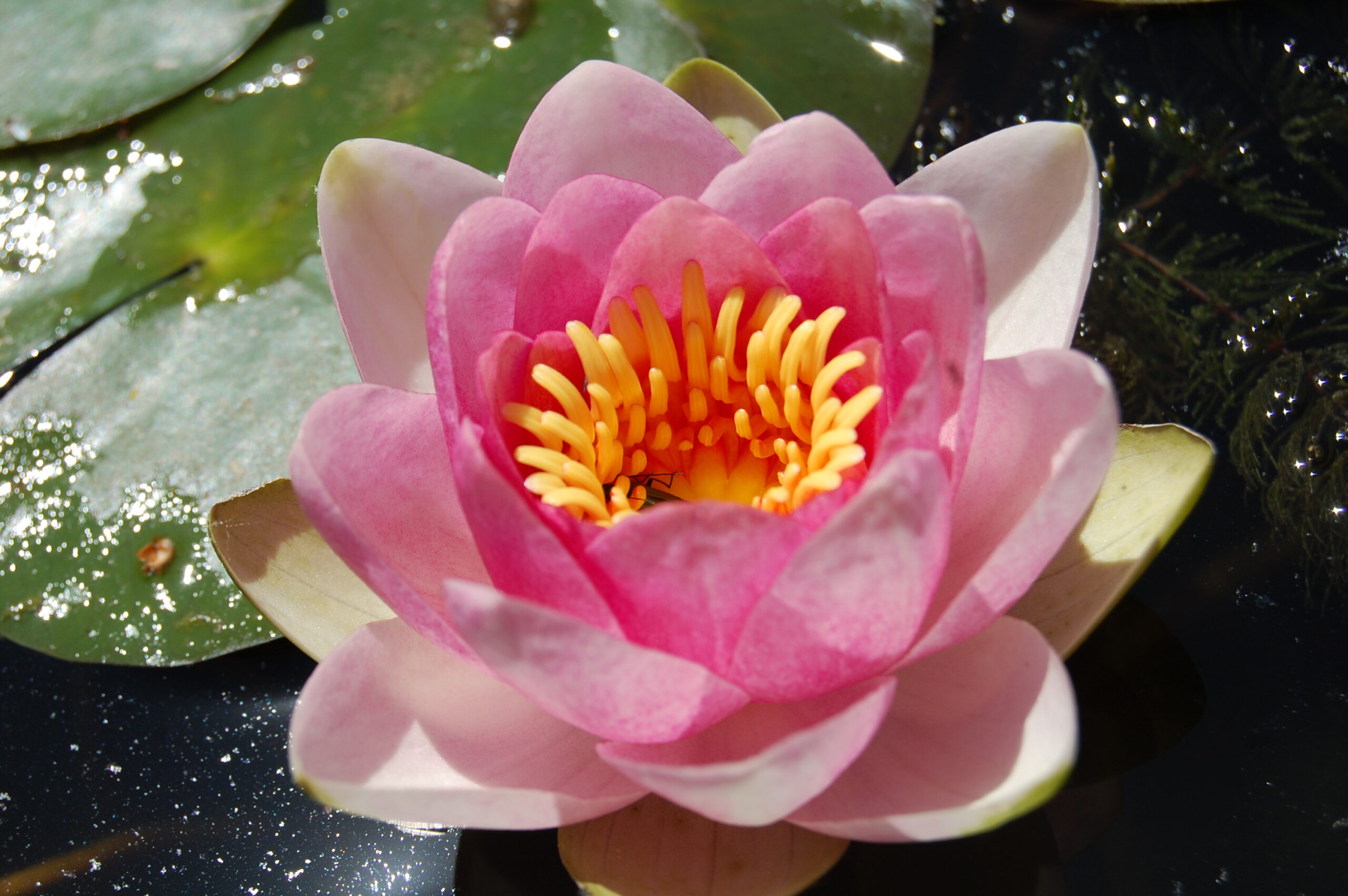 acheter nymphaea Fabiola for sale buy on line (94)
