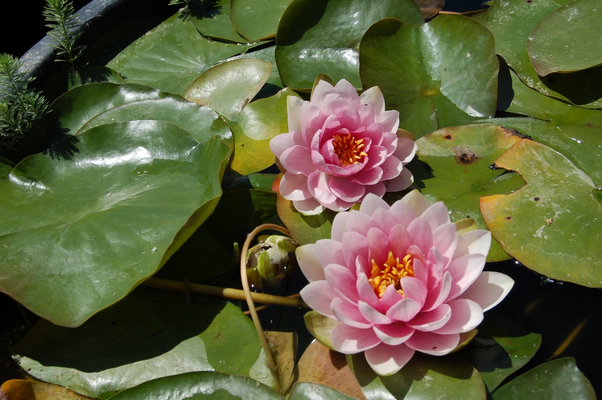 acheter nymphaea Fabiola for sale buy on line (95)