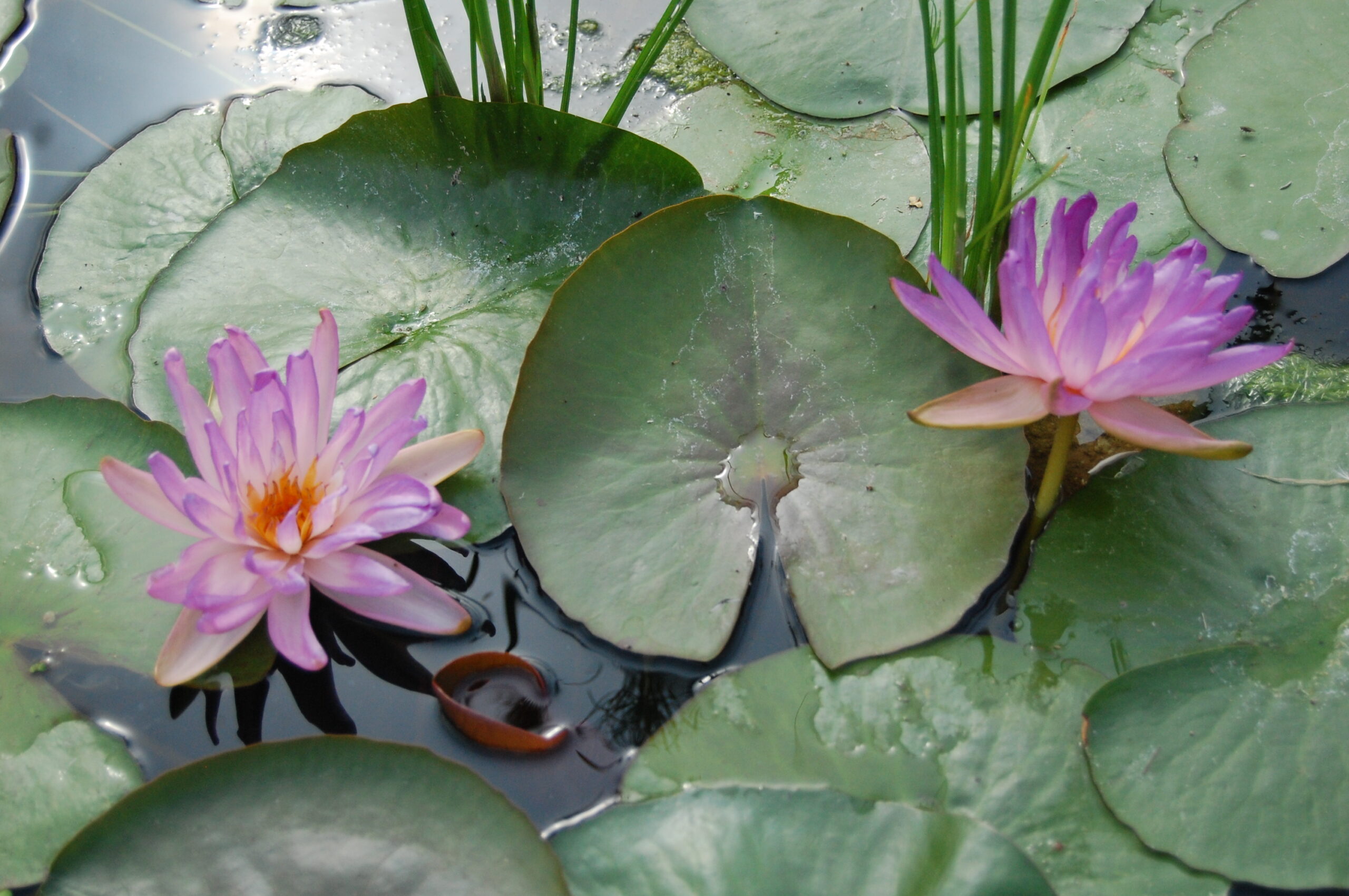 acheter nymphaea Fay Mac Donald for sale buy on line (11)