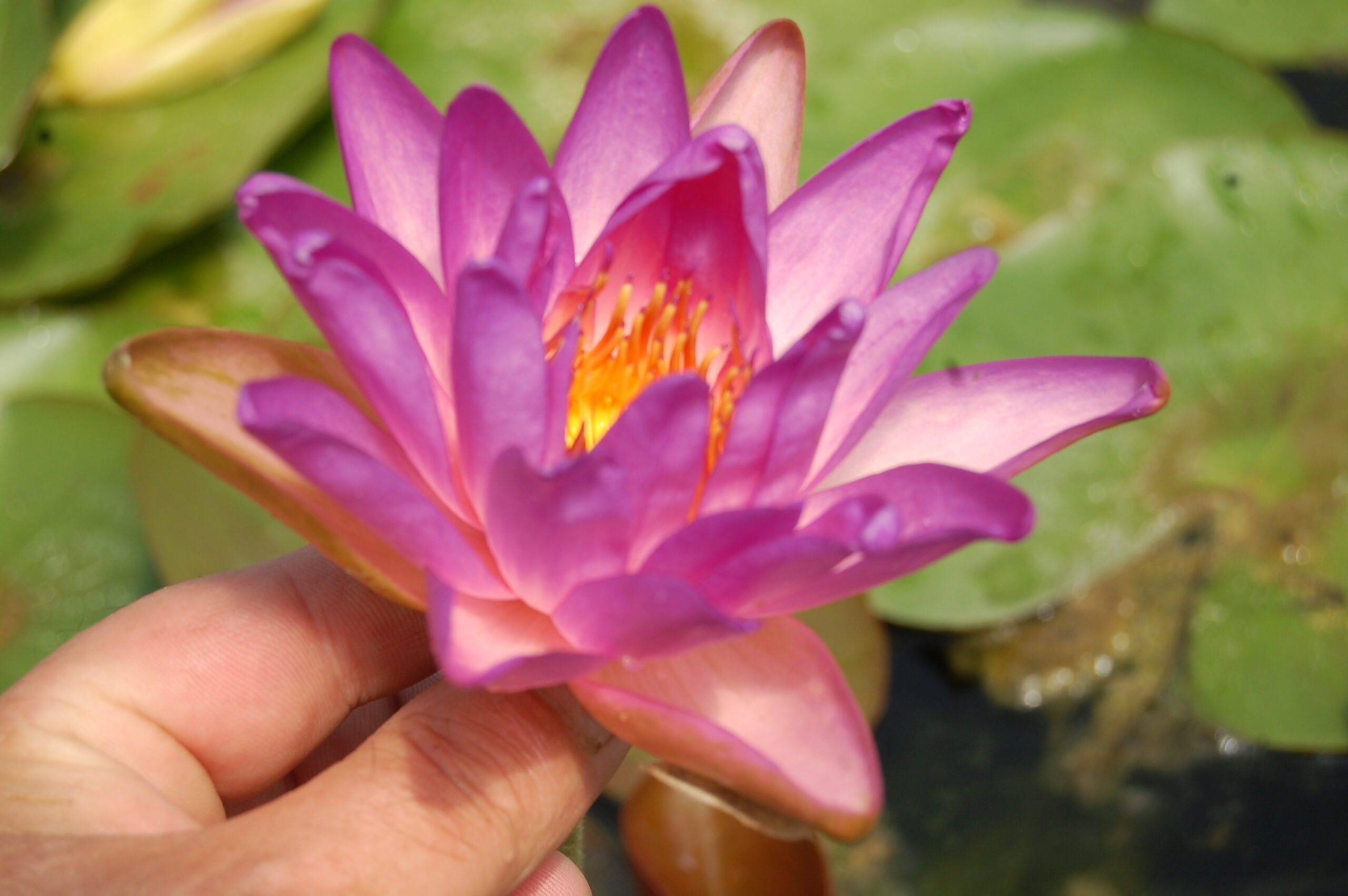 acheter nymphaea Fay Mac Donald for sale buy on line (18)