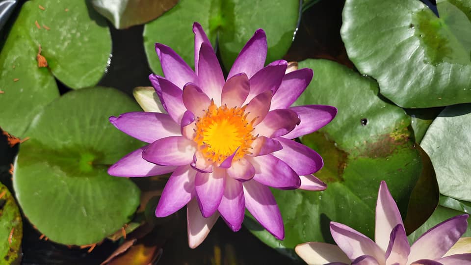 acheter nymphaea Fay Mac Donald for sale buy on line (2)