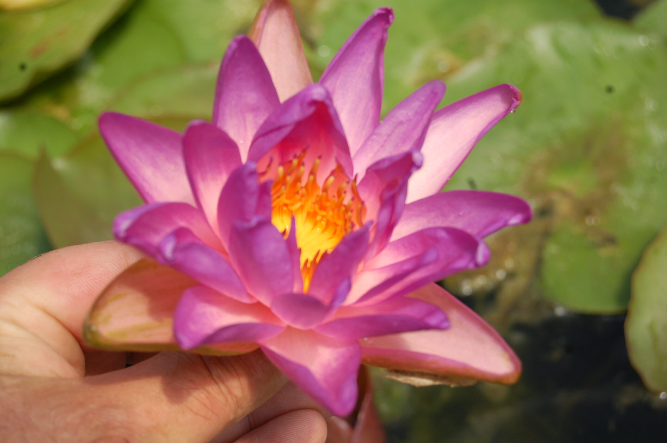 acheter nymphaea Fay Mac Donald for sale buy on line (20)