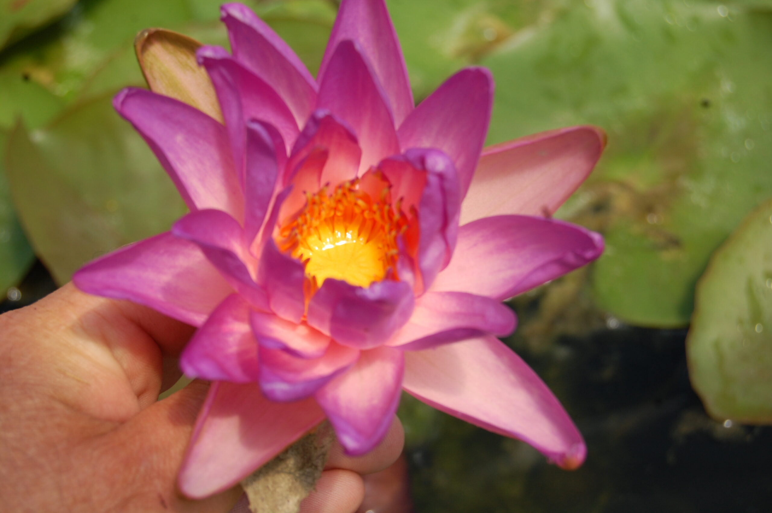 acheter nymphaea Fay Mac Donald for sale buy on line (21)