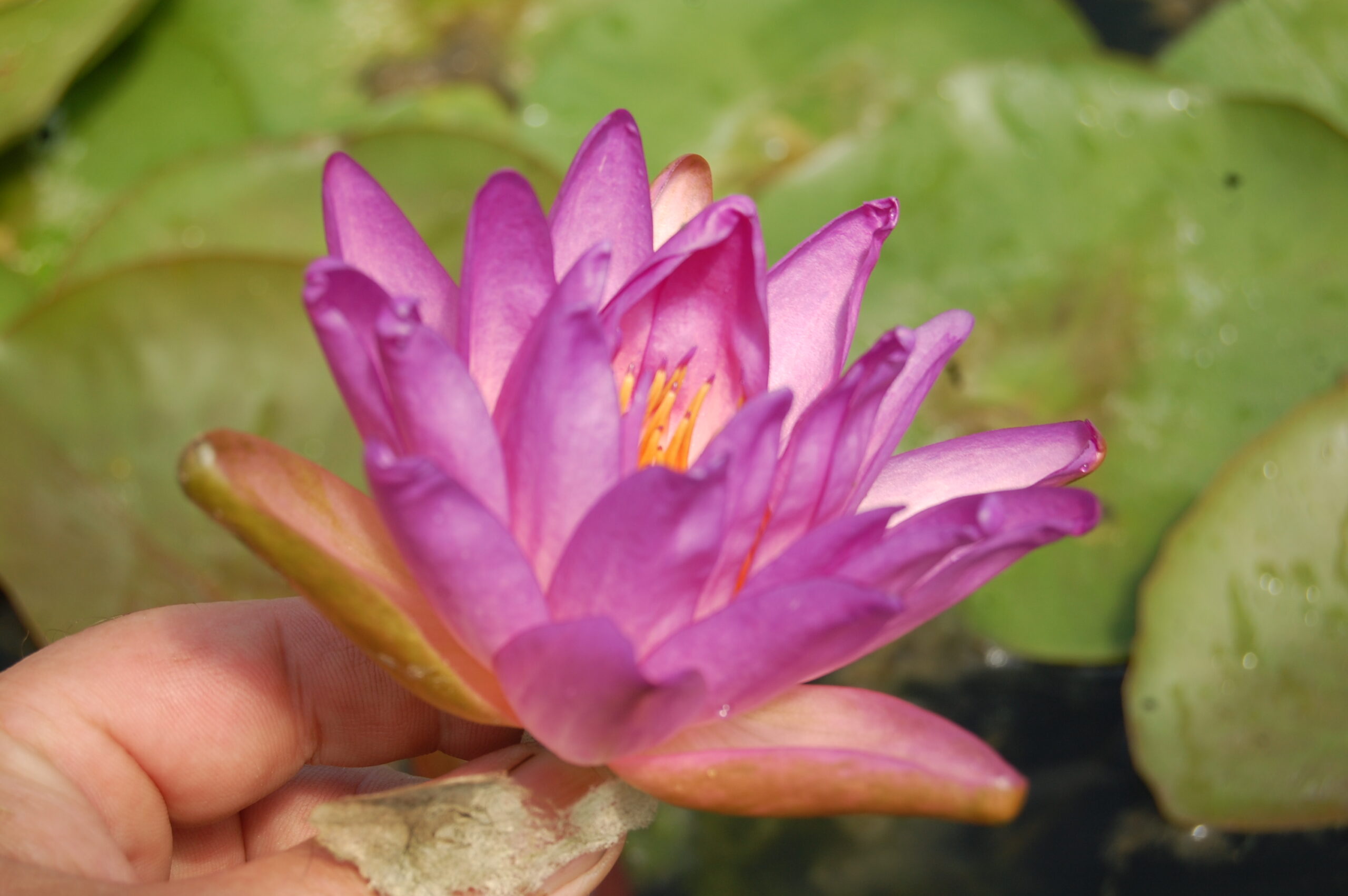 acheter nymphaea Fay Mac Donald for sale buy on line (26)