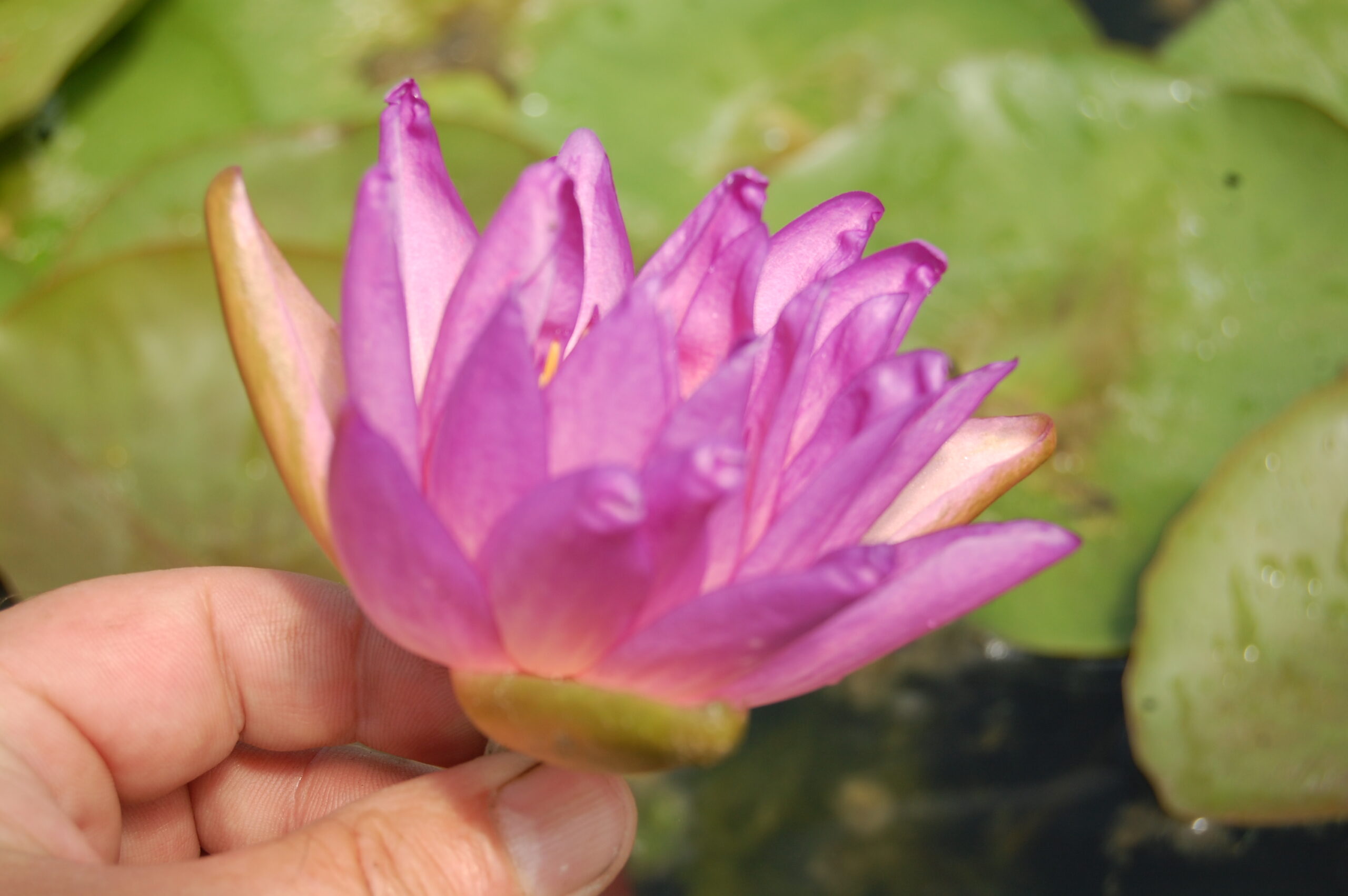 acheter nymphaea Fay Mac Donald for sale buy on line (28)