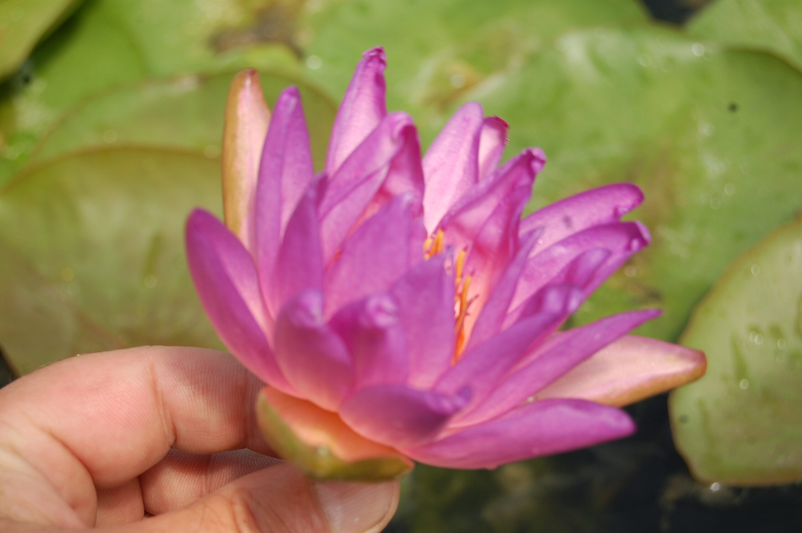 acheter nymphaea Fay Mac Donald for sale buy on line (29)