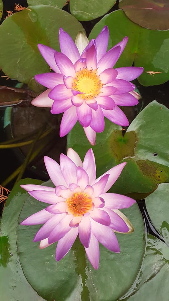 acheter nymphaea Fay Mac Donald for sale buy on line (3)